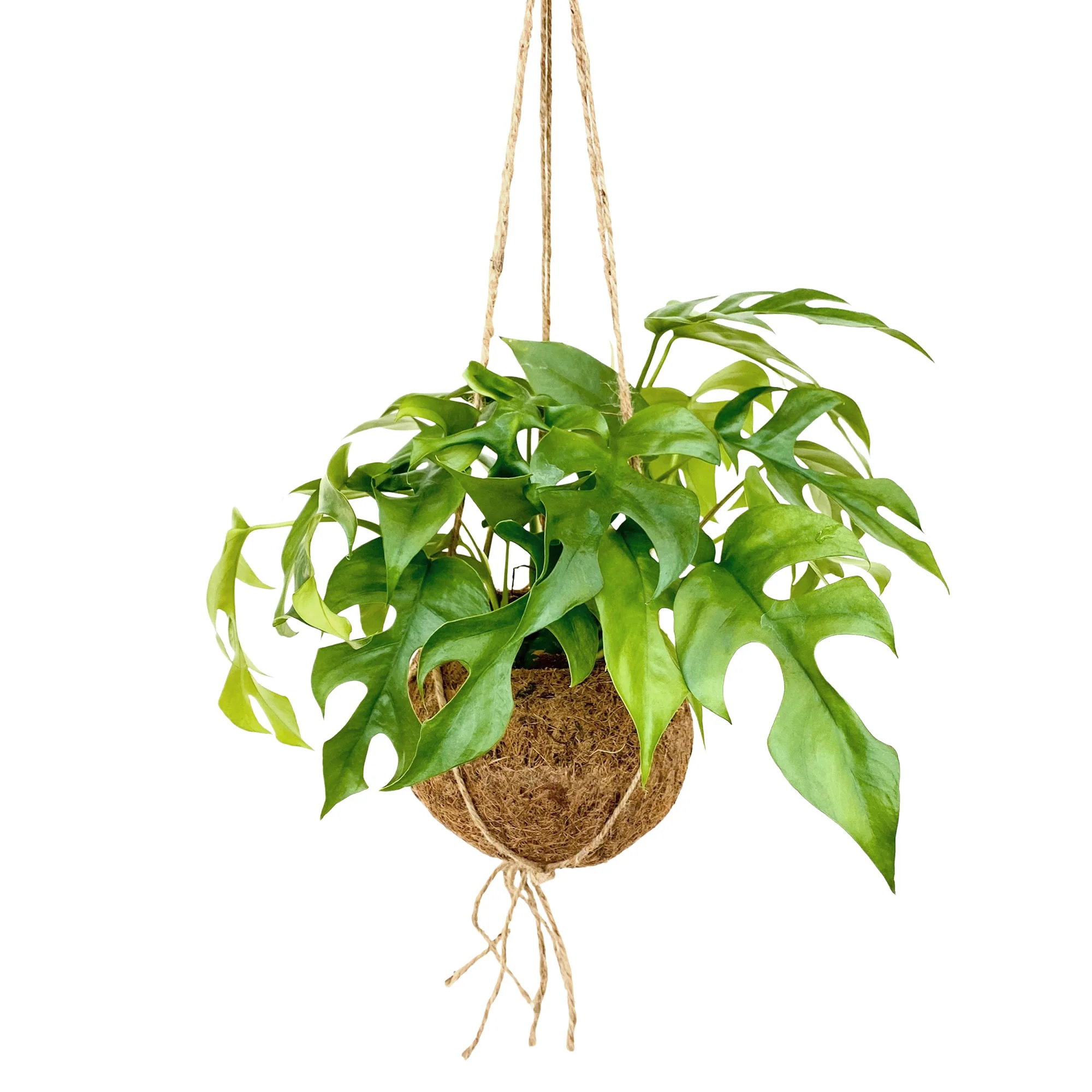 Kokodama Plante à trous Monstera minima avec pot en fibres de noix de coco - Image 3
