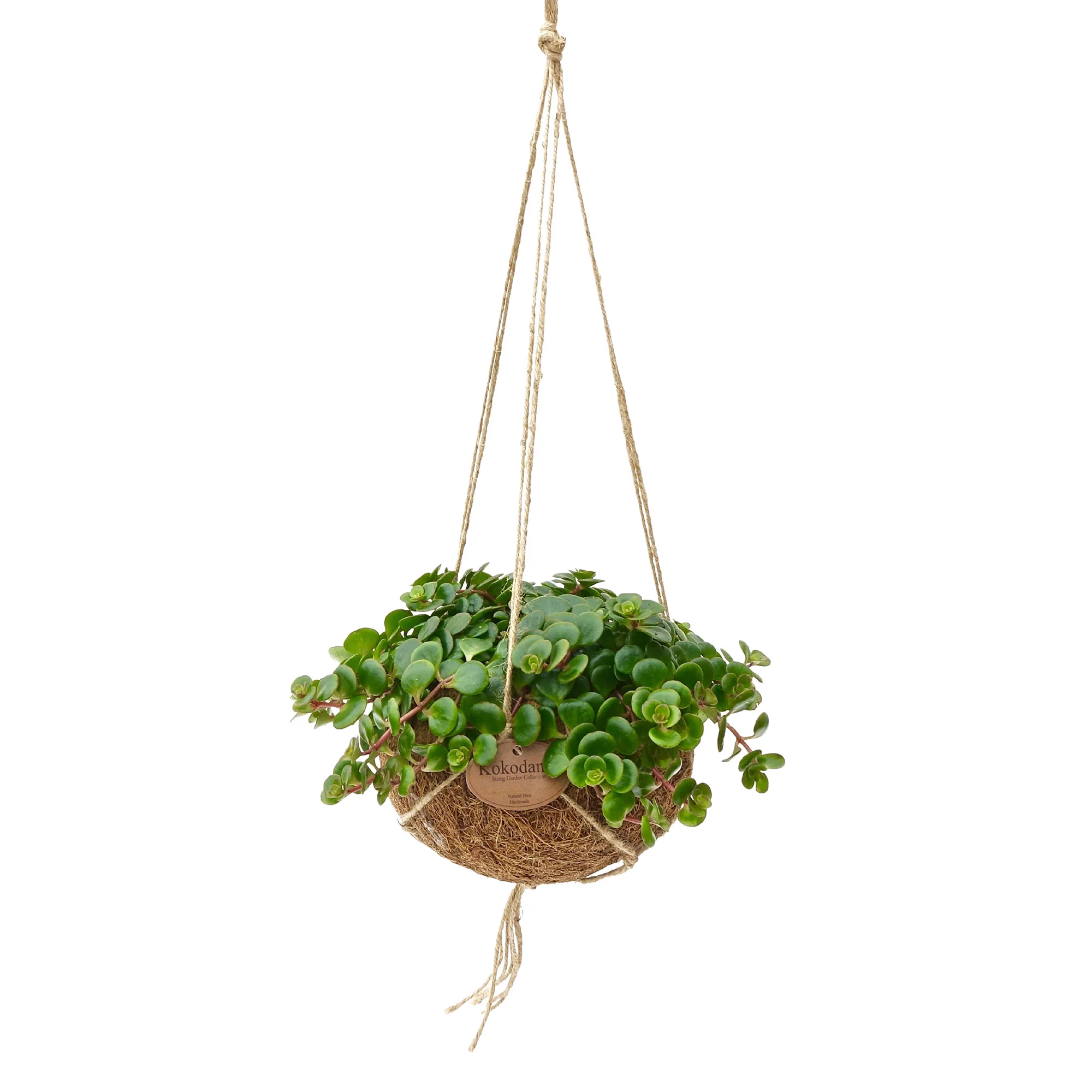 Kokodama Sédum Sedum 'Tornado' avec pot en fibres de noix de coco  - Plante suspendue