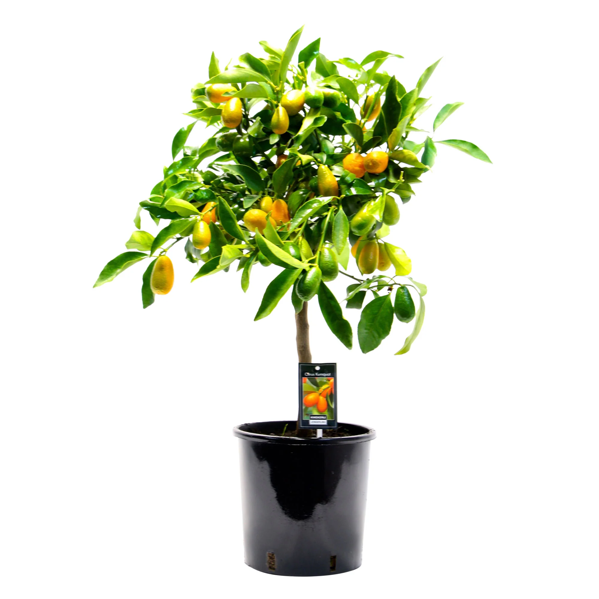 Kumquat Citrus Citrus japonica  sur tige - Image 2