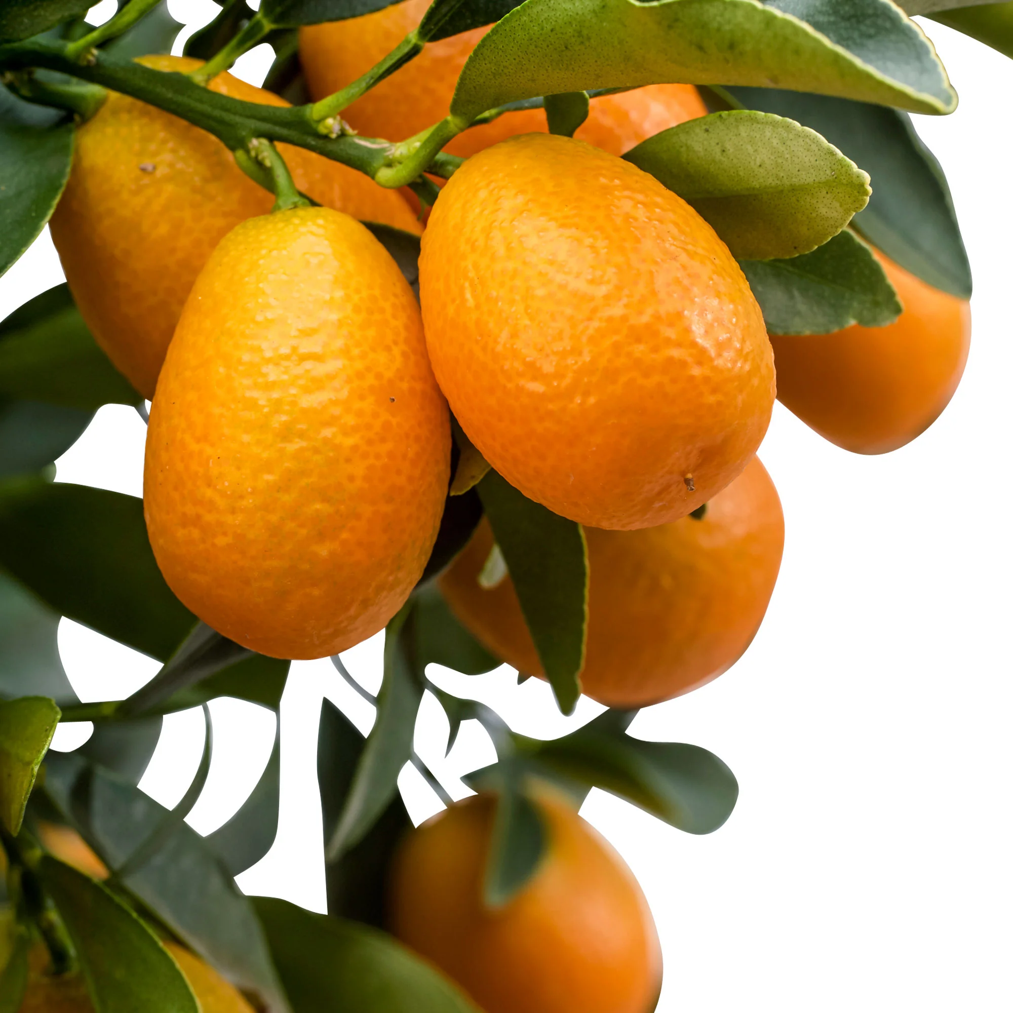 Kumquat Citrus Citrus japonica  sur tige - Image 3