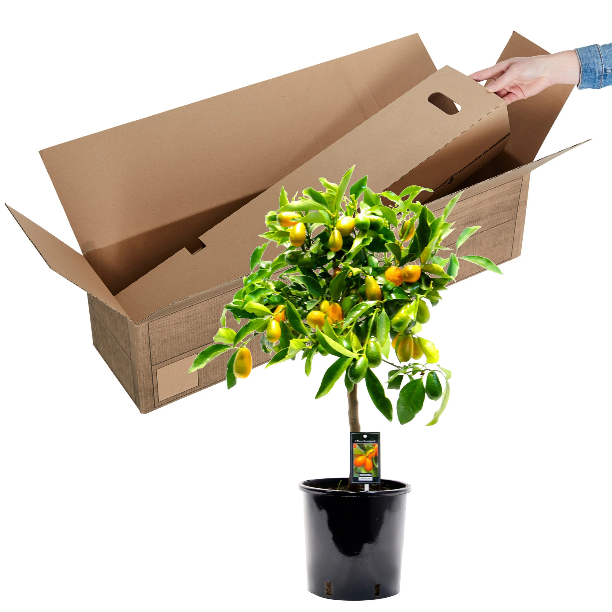 Kumquat Citrus Citrus japonica  sur tige - Image 4