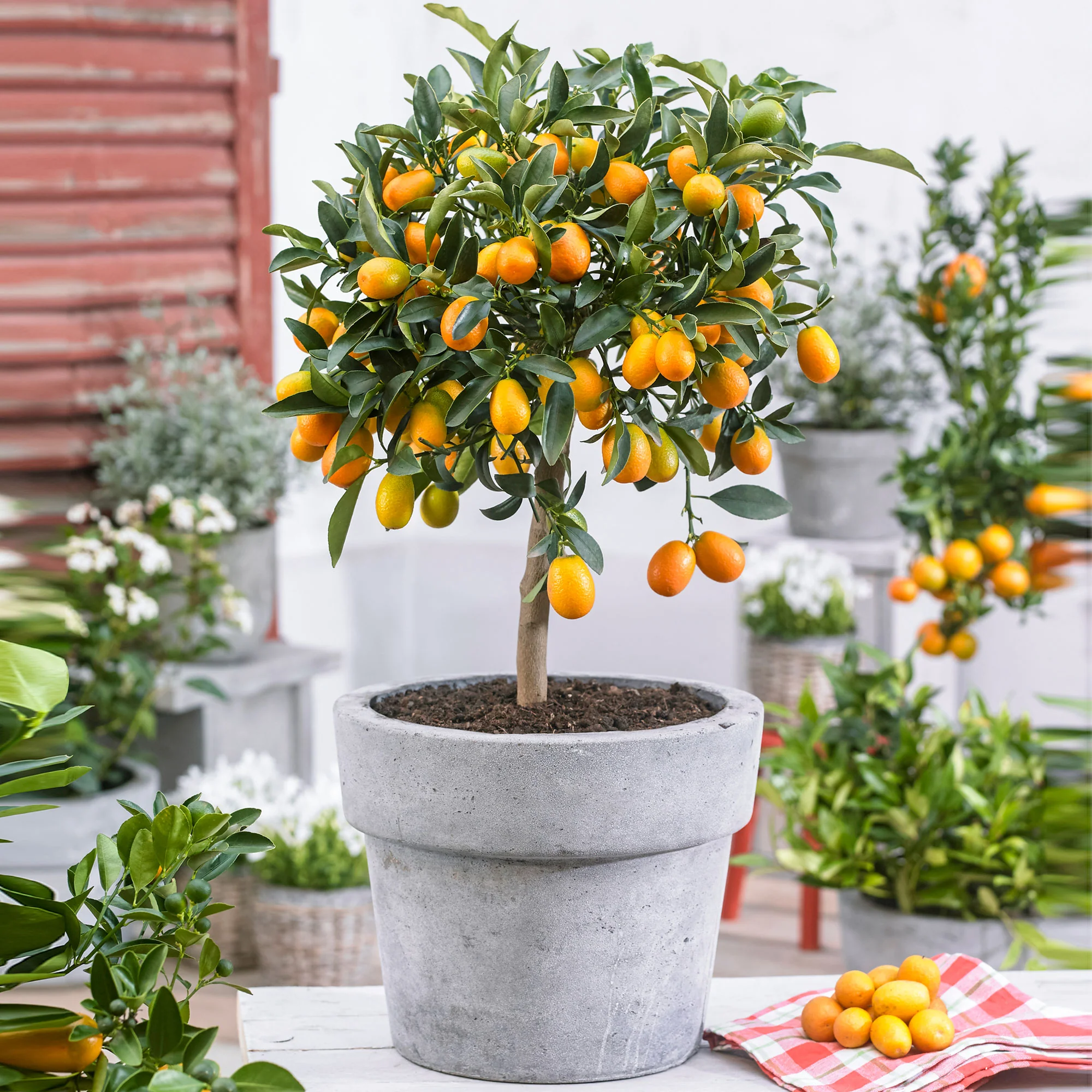 Kumquat Citrus Citrus japonica  sur tige - Image 5