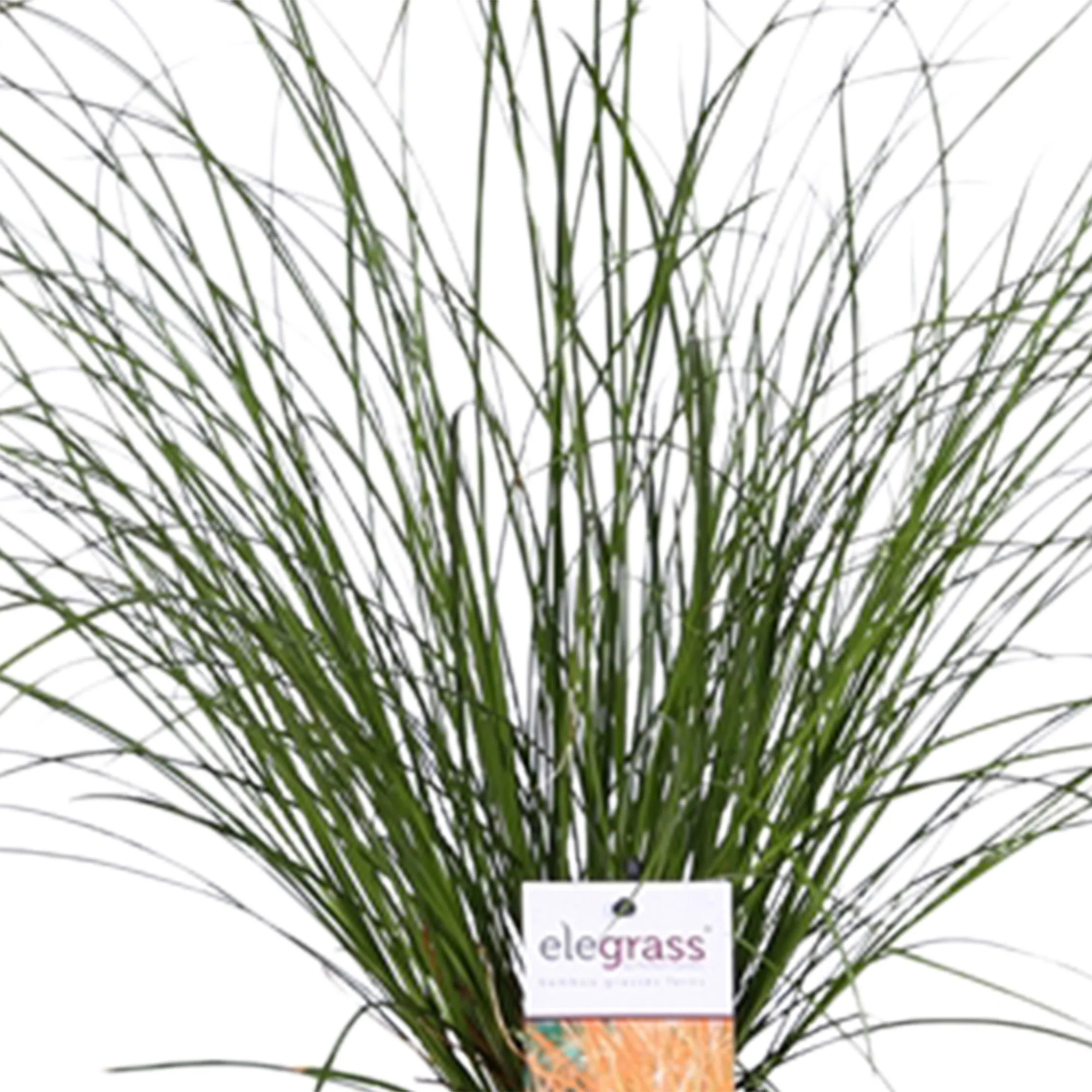 Laîche Carex 'Prairie Fire' vert-marron - Image 3