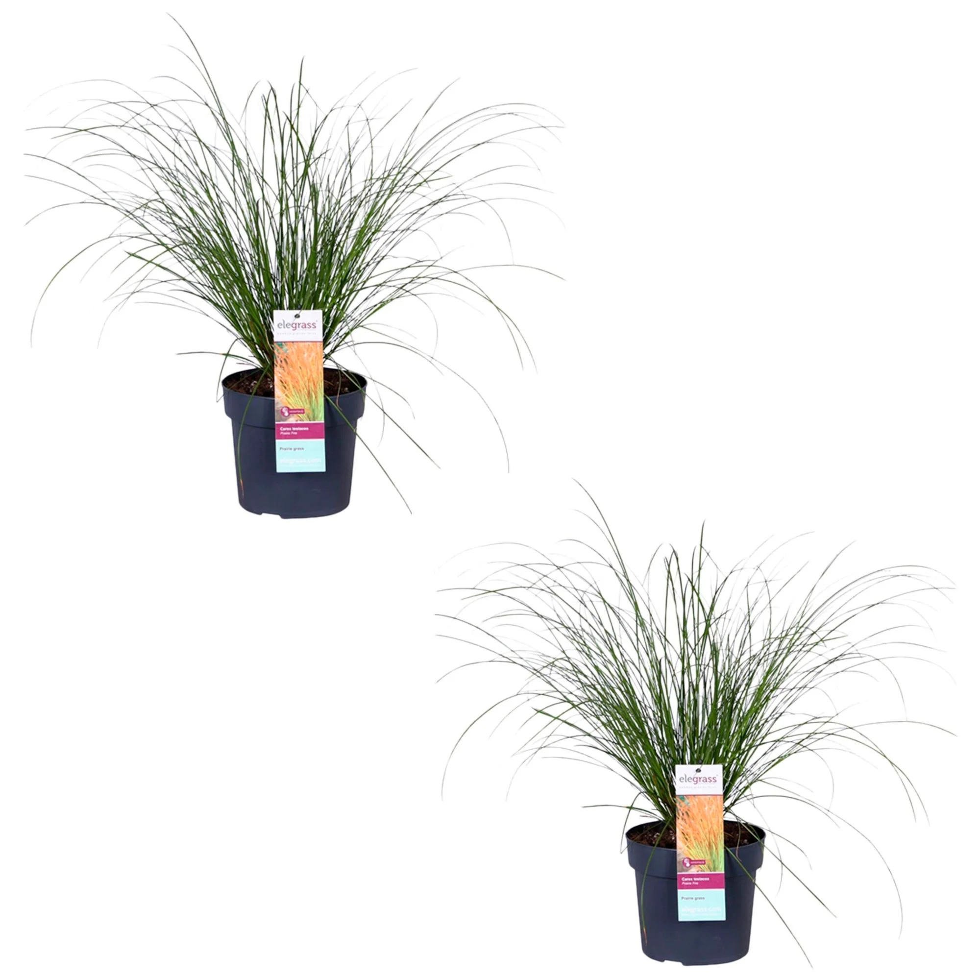 Laîche Carex 'Prairie Fire' vert-marron - Image 5