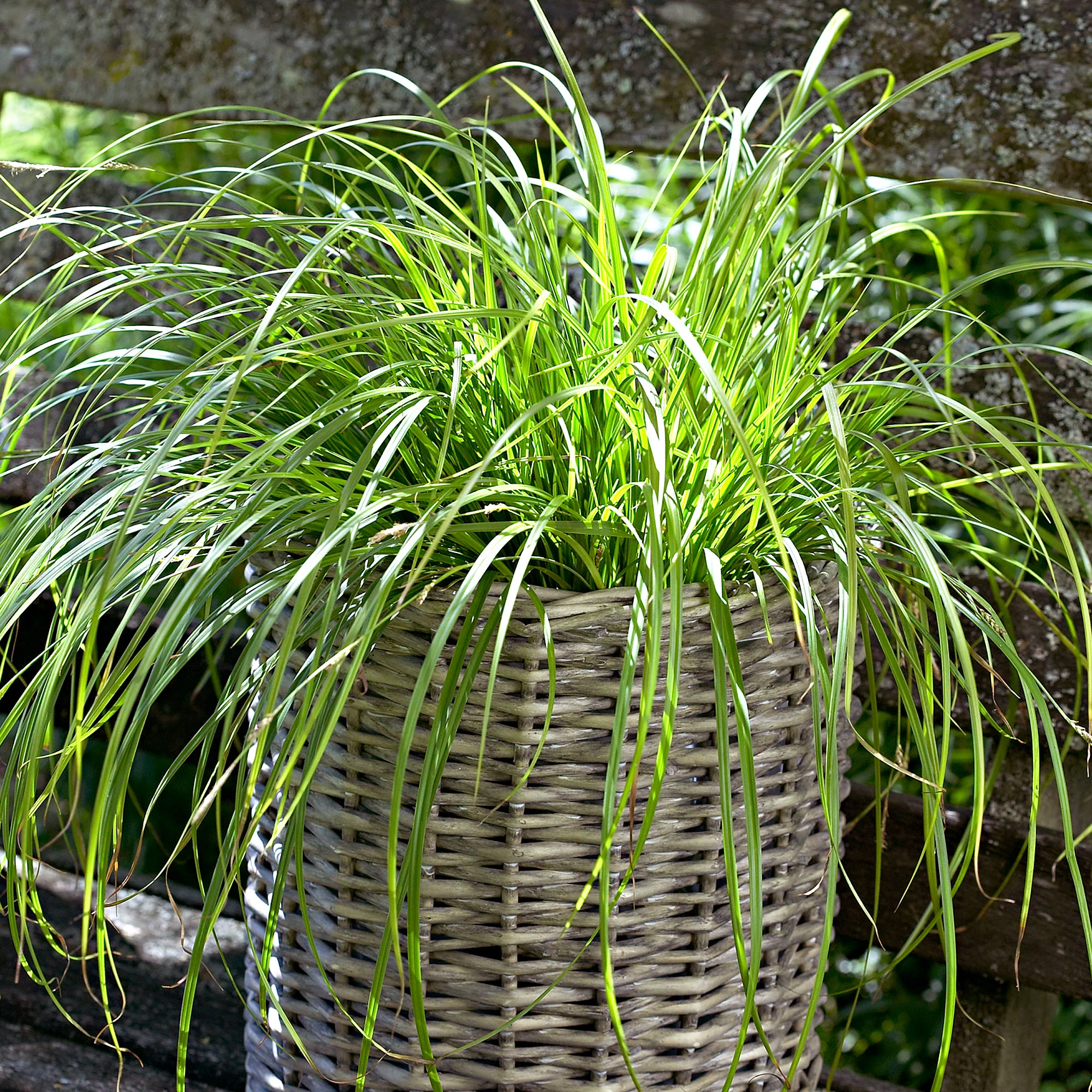Laîche 'Evergold' jaune-vert - Image 2