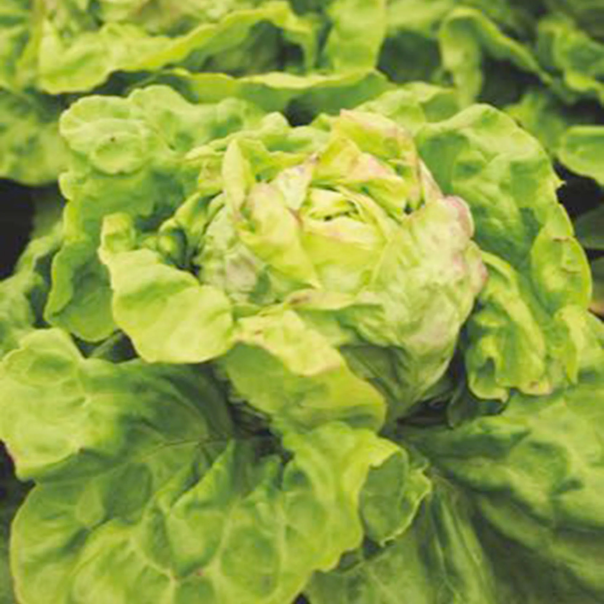 Laitue Lactuca 'Hilde II' - Biologique 35 m² - Semences de légumes - Image 4