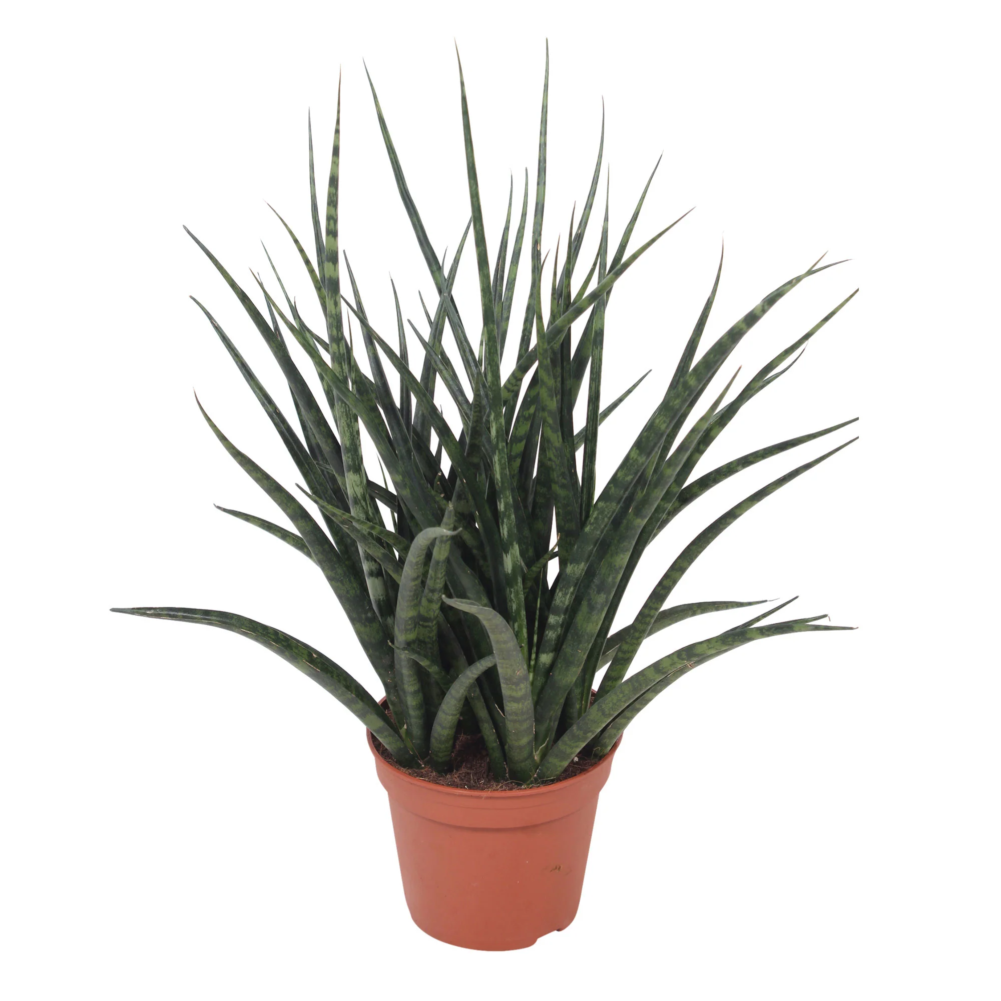 Langue de belle-mère Sansevieria  'Fernwood Punk'