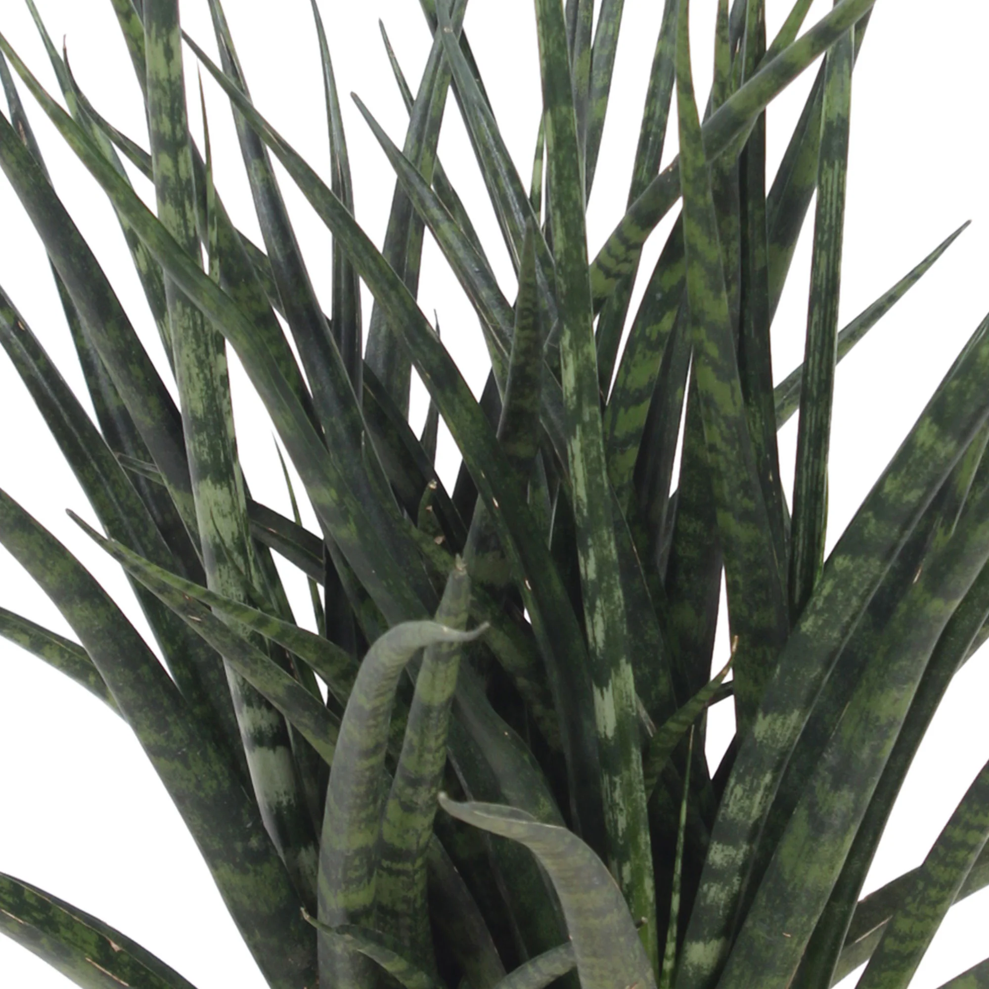 Langue de belle-mère Sansevieria  'Fernwood Punk' - Image 2