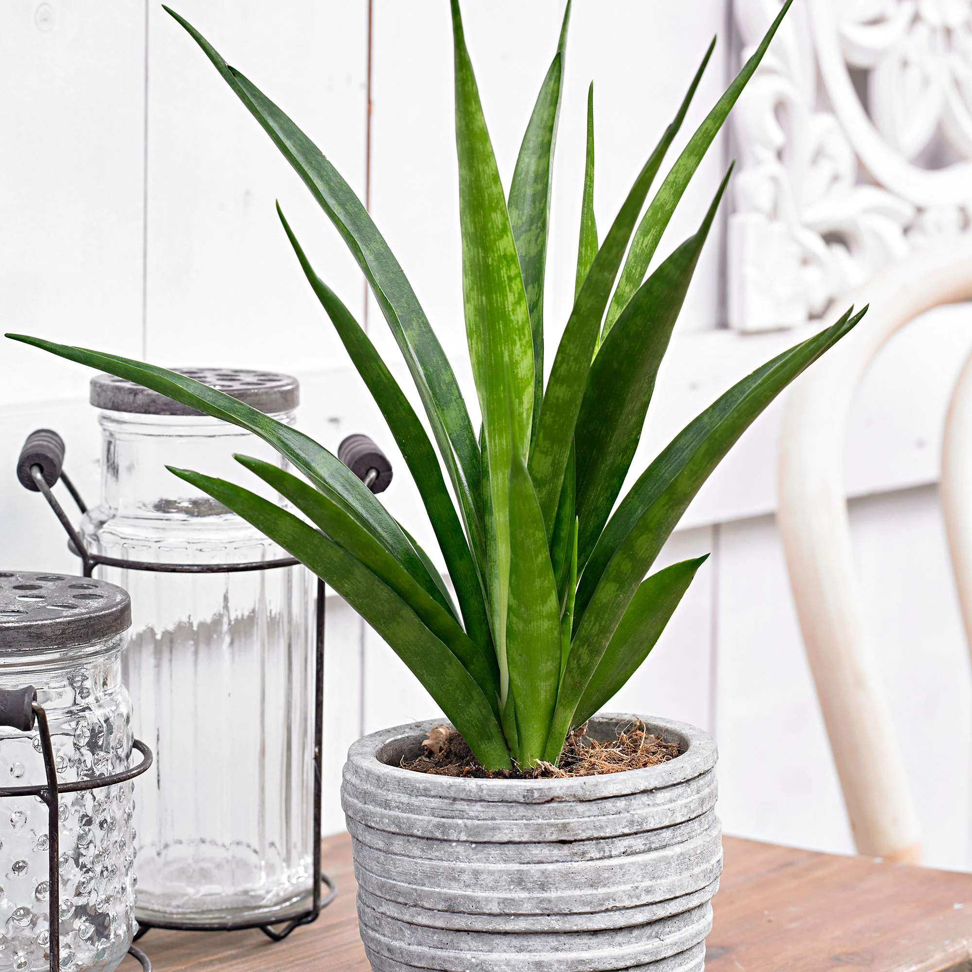 Langue de belle-mère Sansevieria 'Friends' avec cache-pot bleu - Image 2