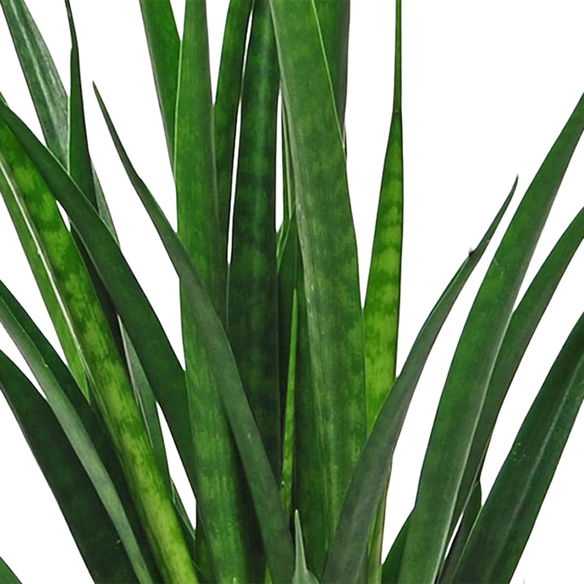 Langue de belle-mère Sansevieria 'Friends' avec cache-pot moutarde - Image 2