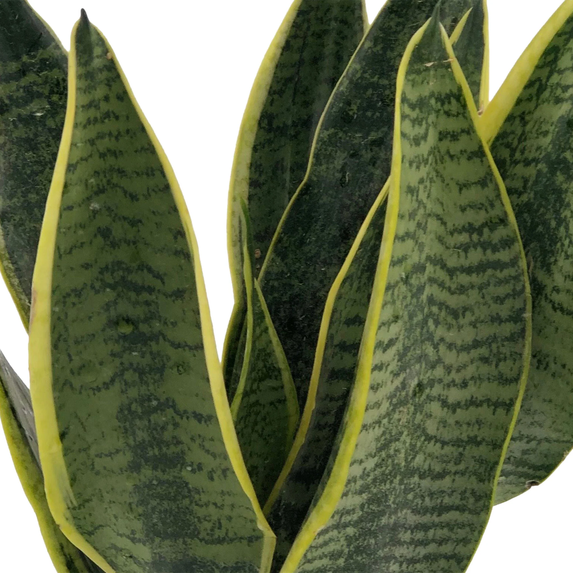 Langue de belle-mère Sansevieria 'Futura Superba' - Image 3