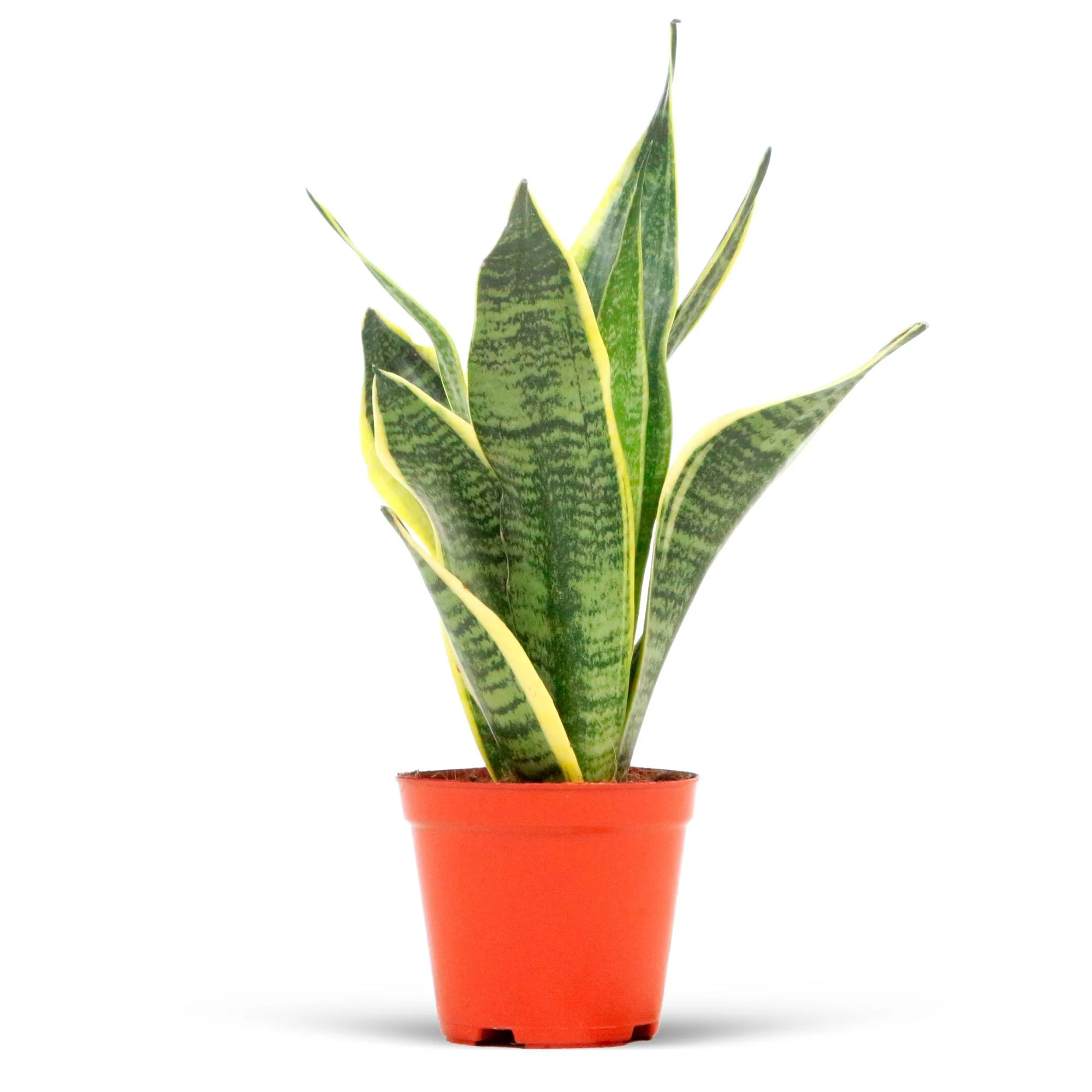 Langue de belle-mère Sansevieria 'Futura Superba' - Image 4