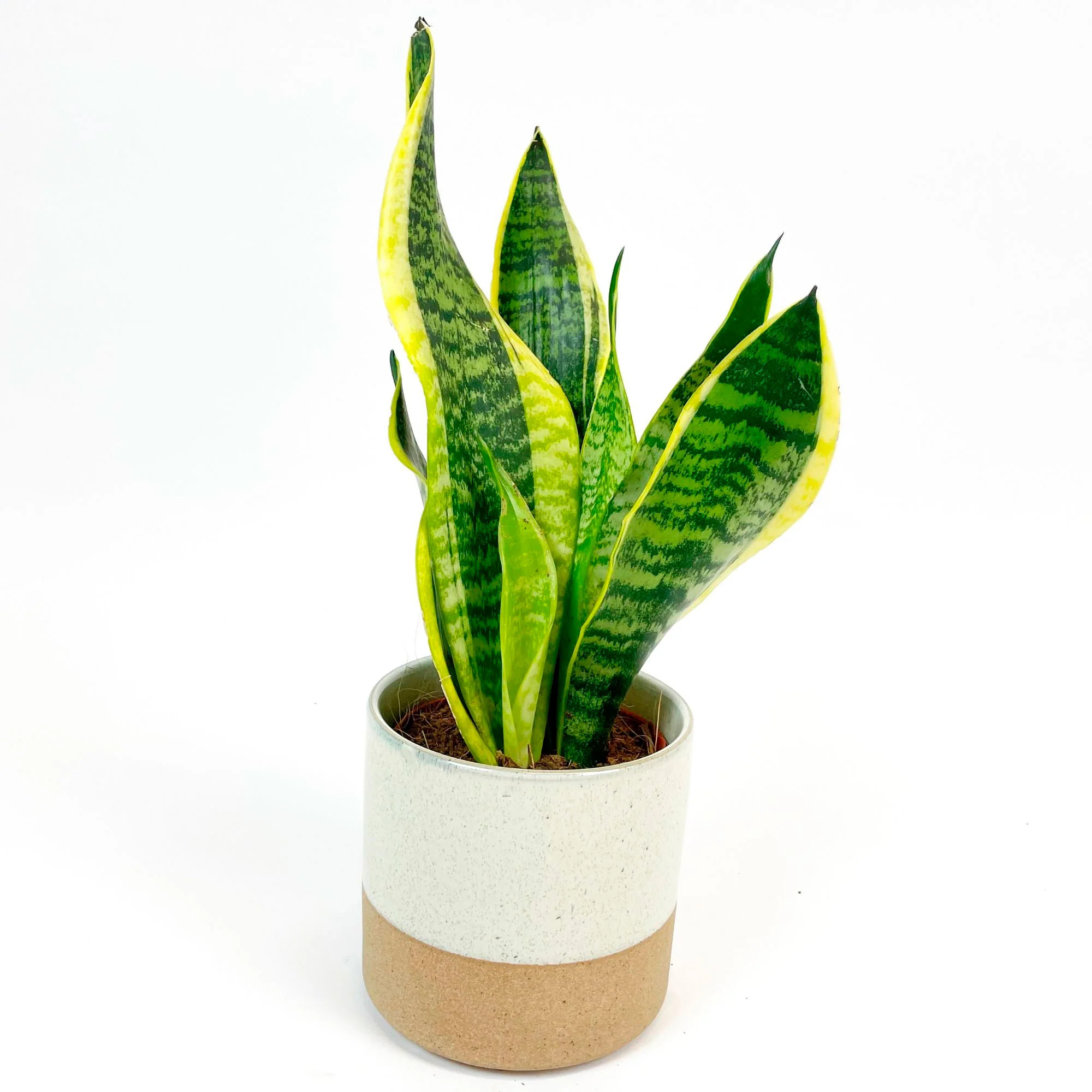 Langue de belle-mère Sansevieria 'Futura Superba' avec cache-pot blanc - Image 4