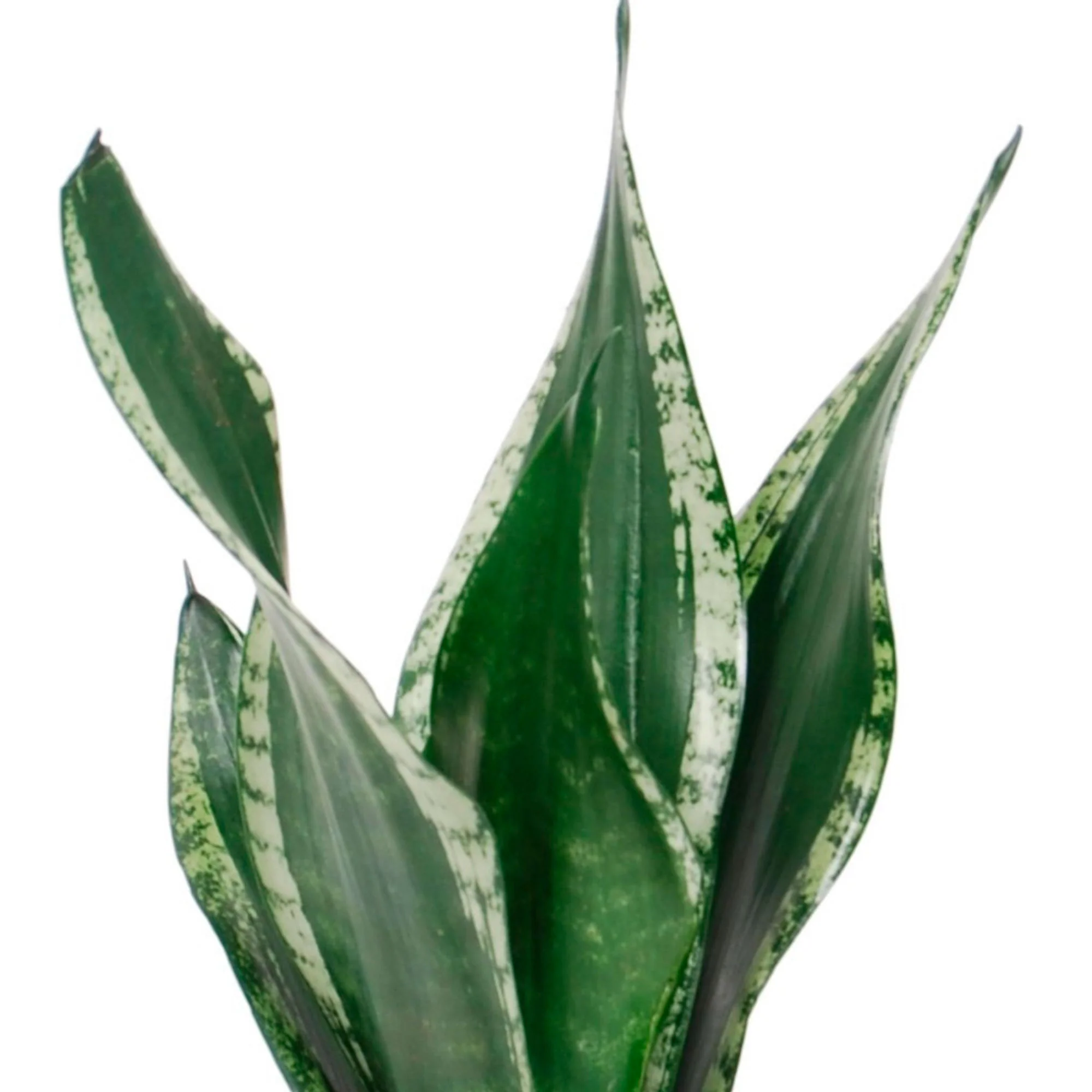 Langue de belle-mère Sansevieria 'Grey Stripe' - Bio - Image 2