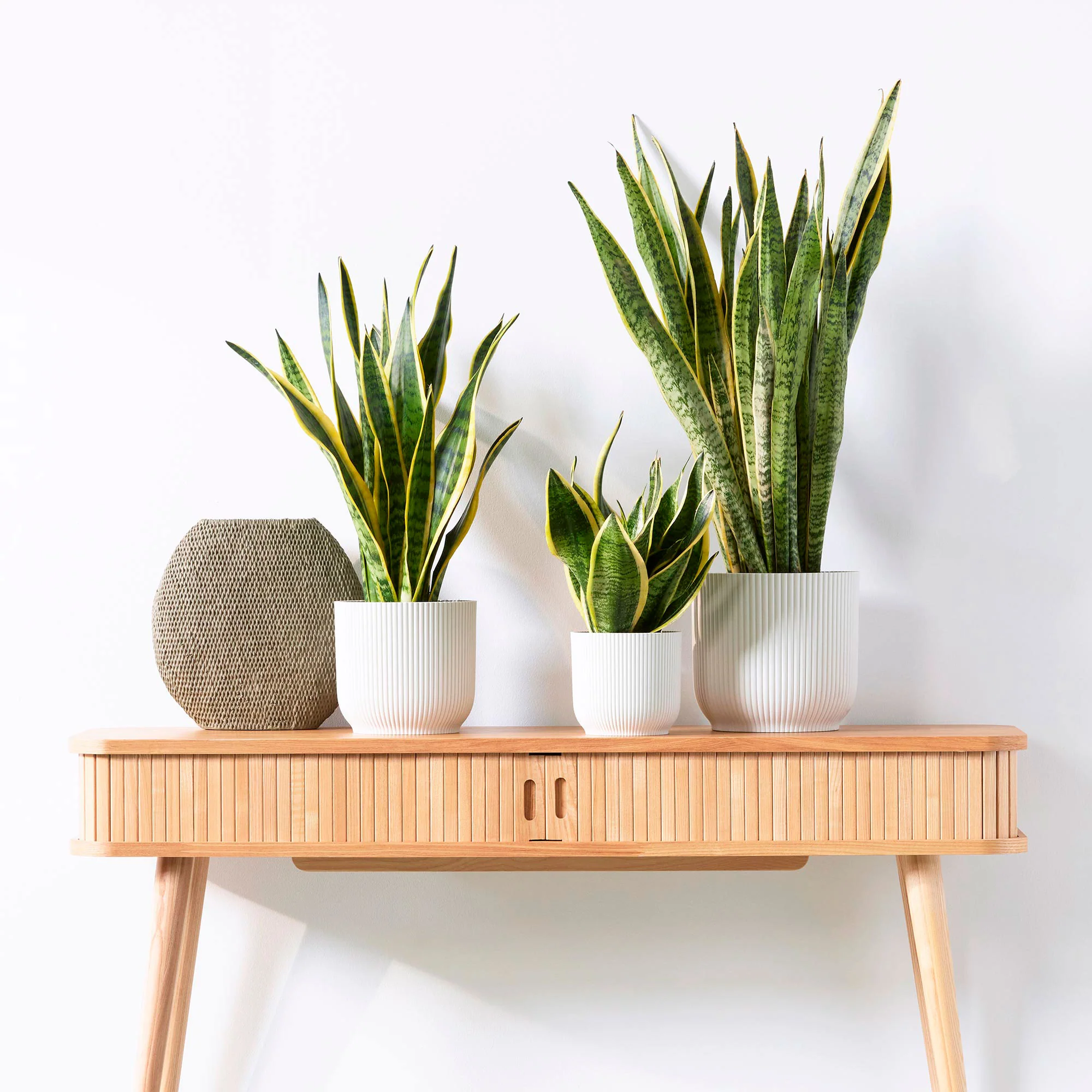 Langue de belle-mère Sansevieria 'Laurentii'