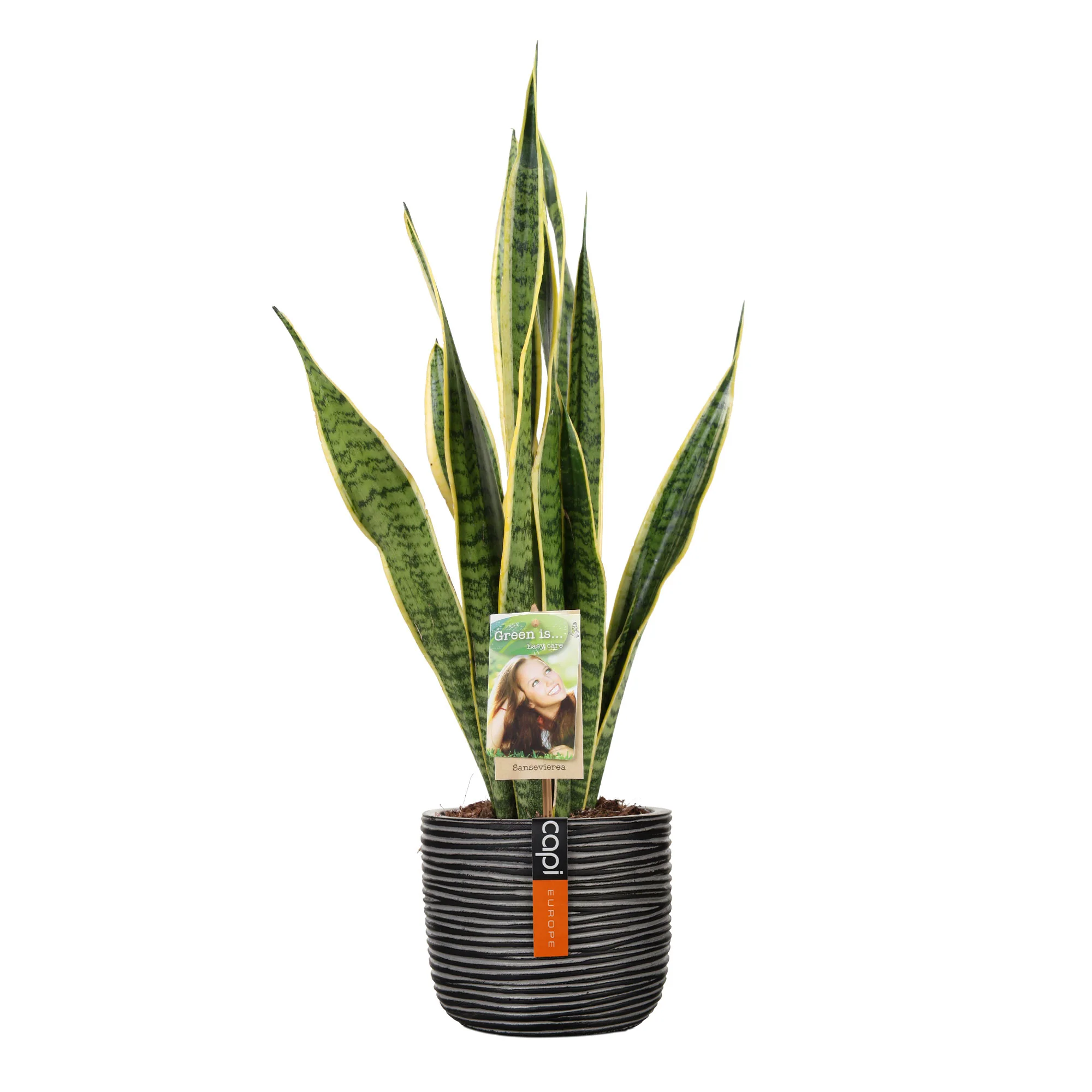 Langue de belle-mère Sansevieria 'Laurentii' avec pot décoratif - Image 4