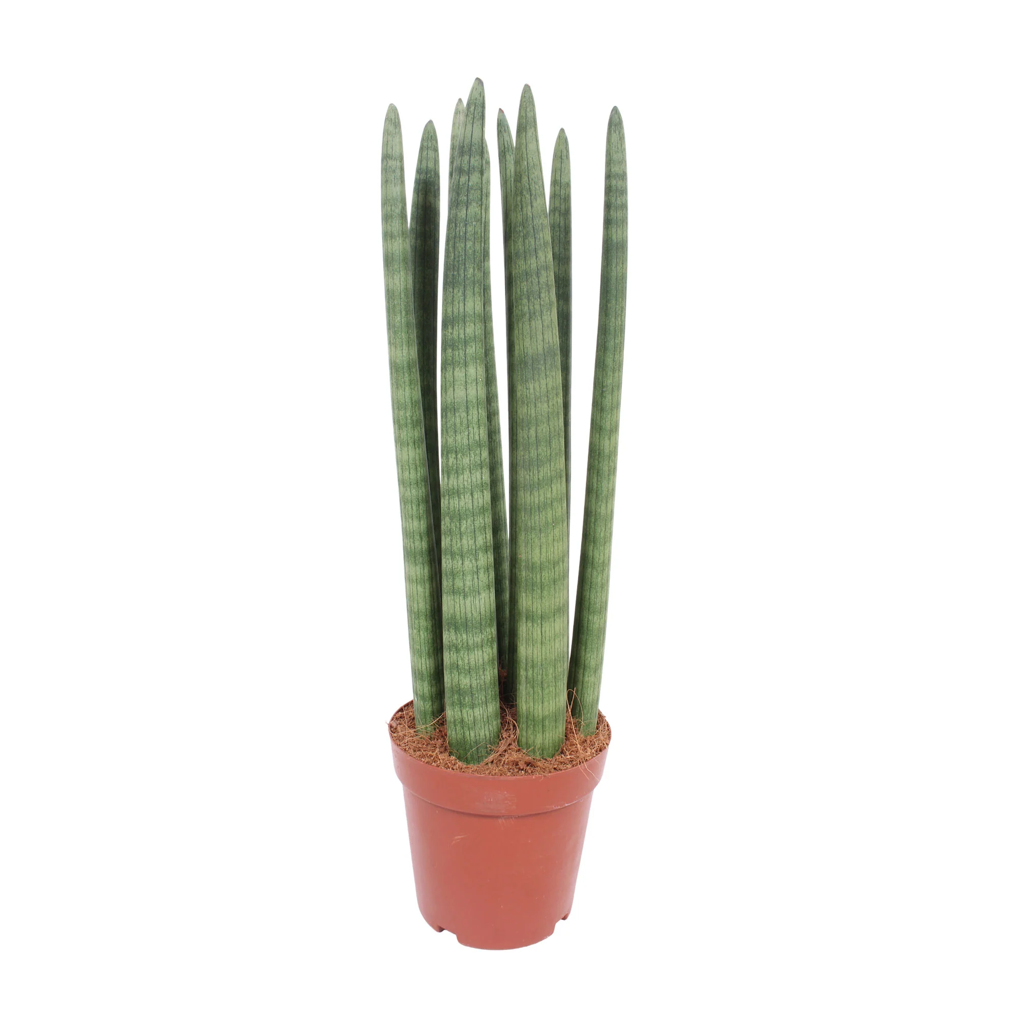 Langue de belle-mère Sansevieria 'Straight' - Image 2