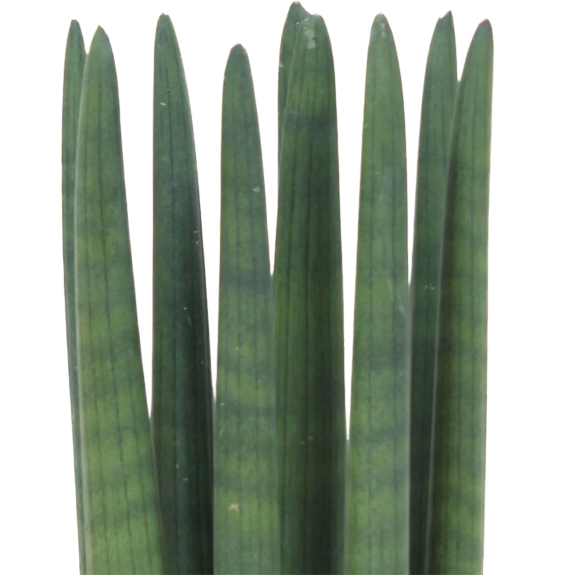 Langue de belle-mère Sansevieria 'Straight' avec pot décoratif