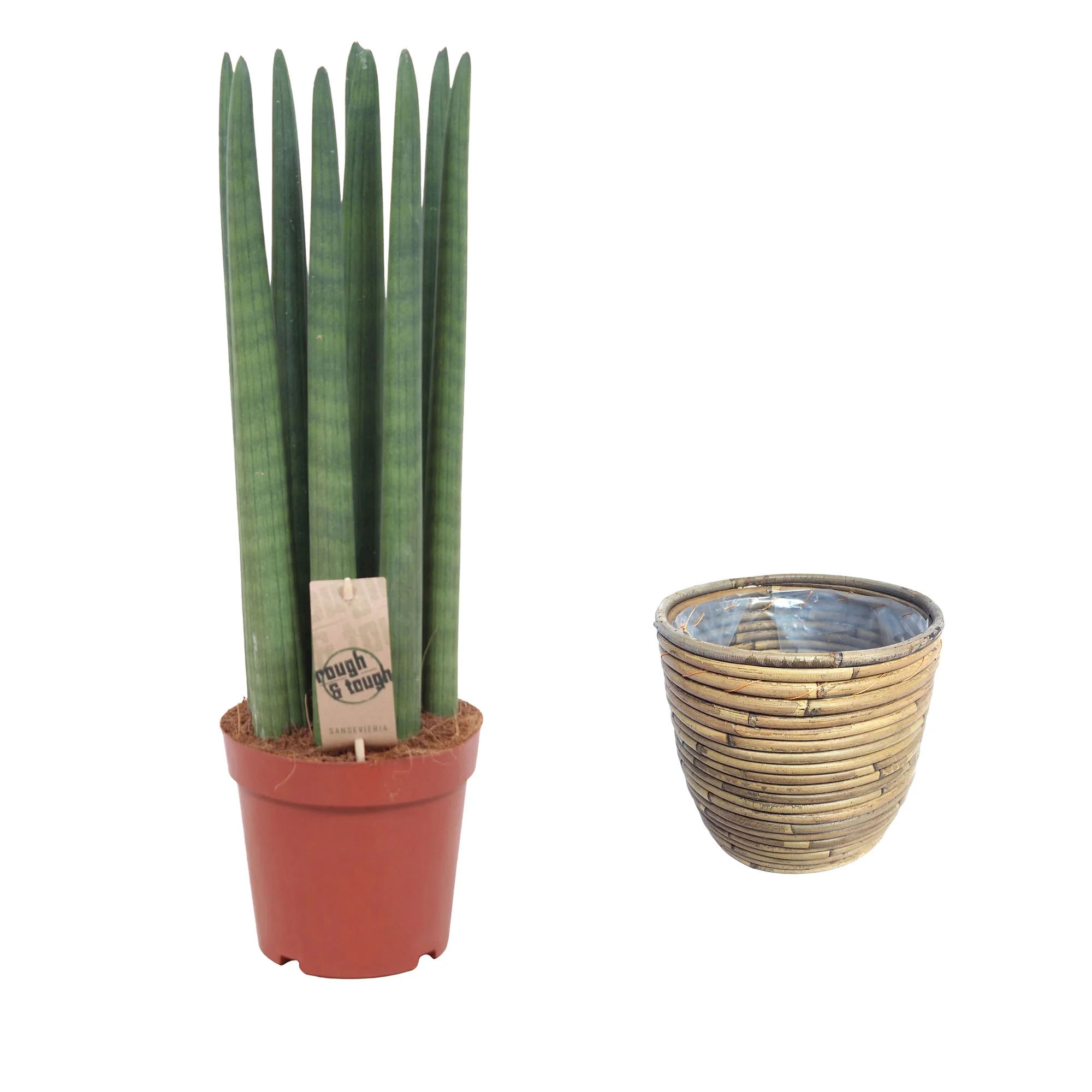 Langue de belle-mère Sansevieria 'Straight' avec pot décoratif - Image 4