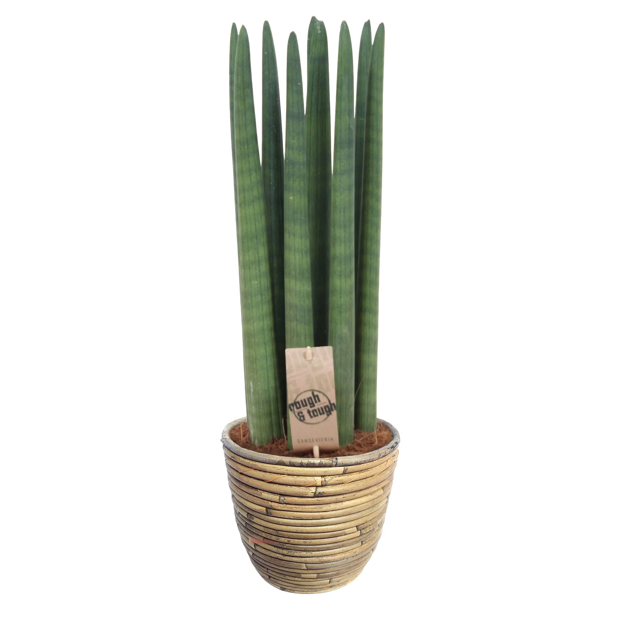 Langue de belle-mère Sansevieria 'Straight' avec pot décoratif - Image 5