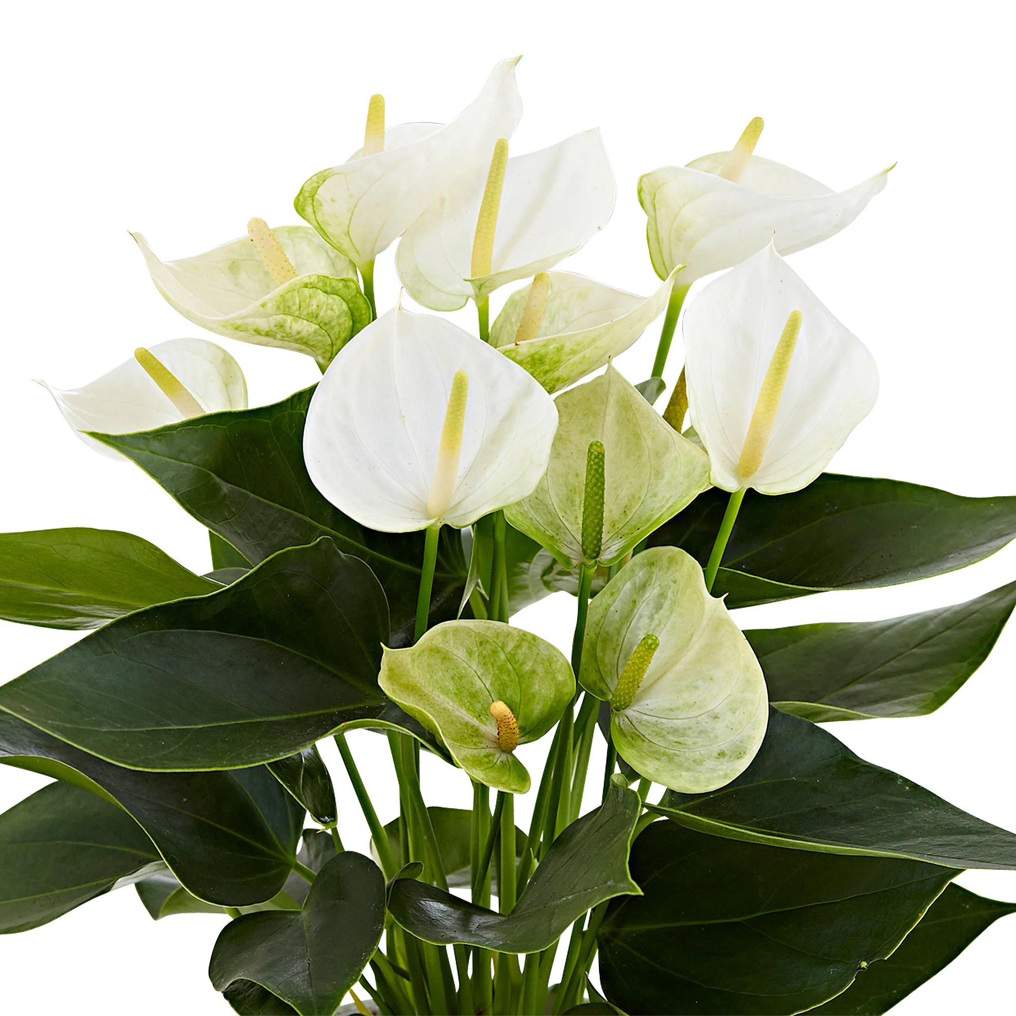 Langue de feu Anthurium andreanum Blanc - Image 3