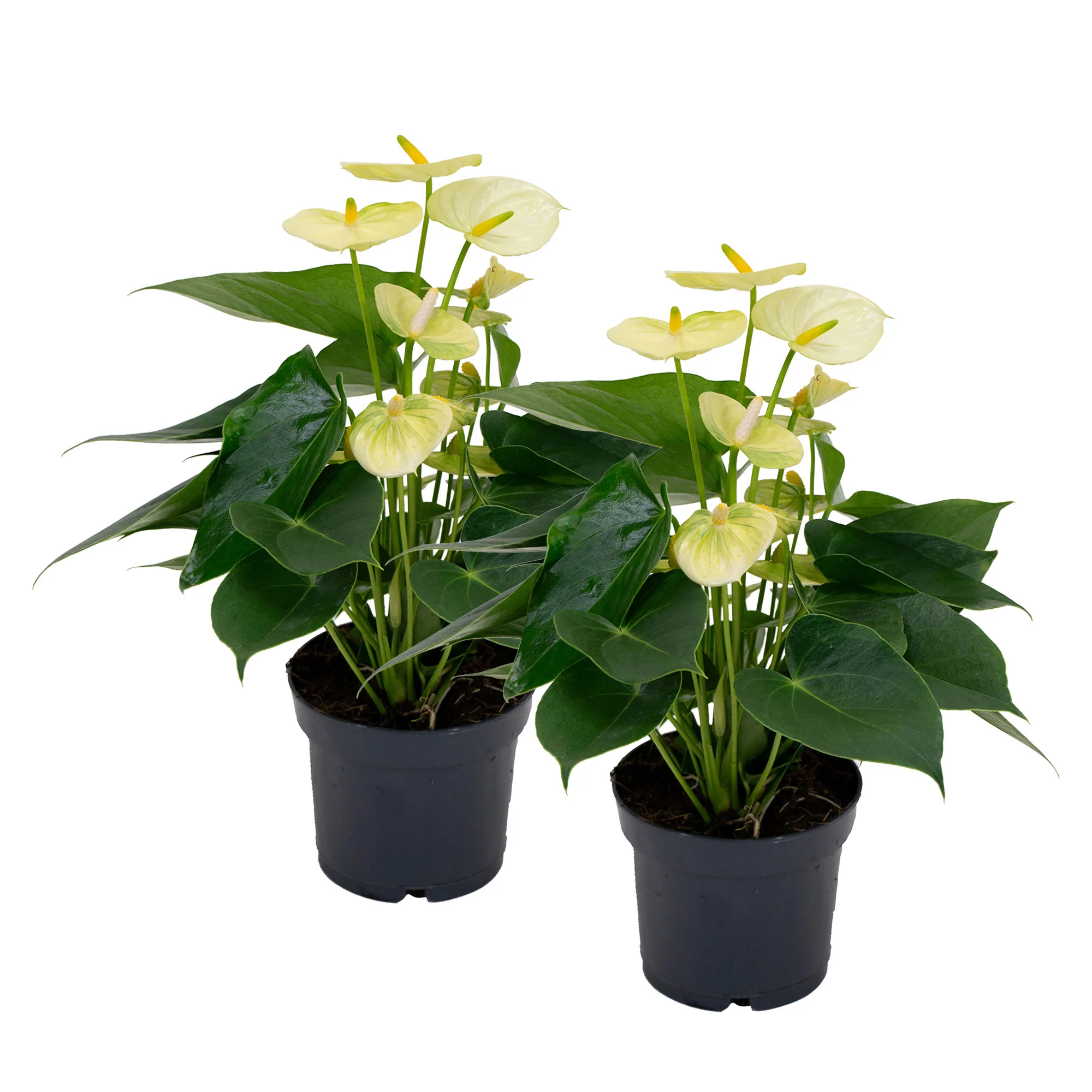 Langue de feu Anthurium andreanum Crème - Image 3