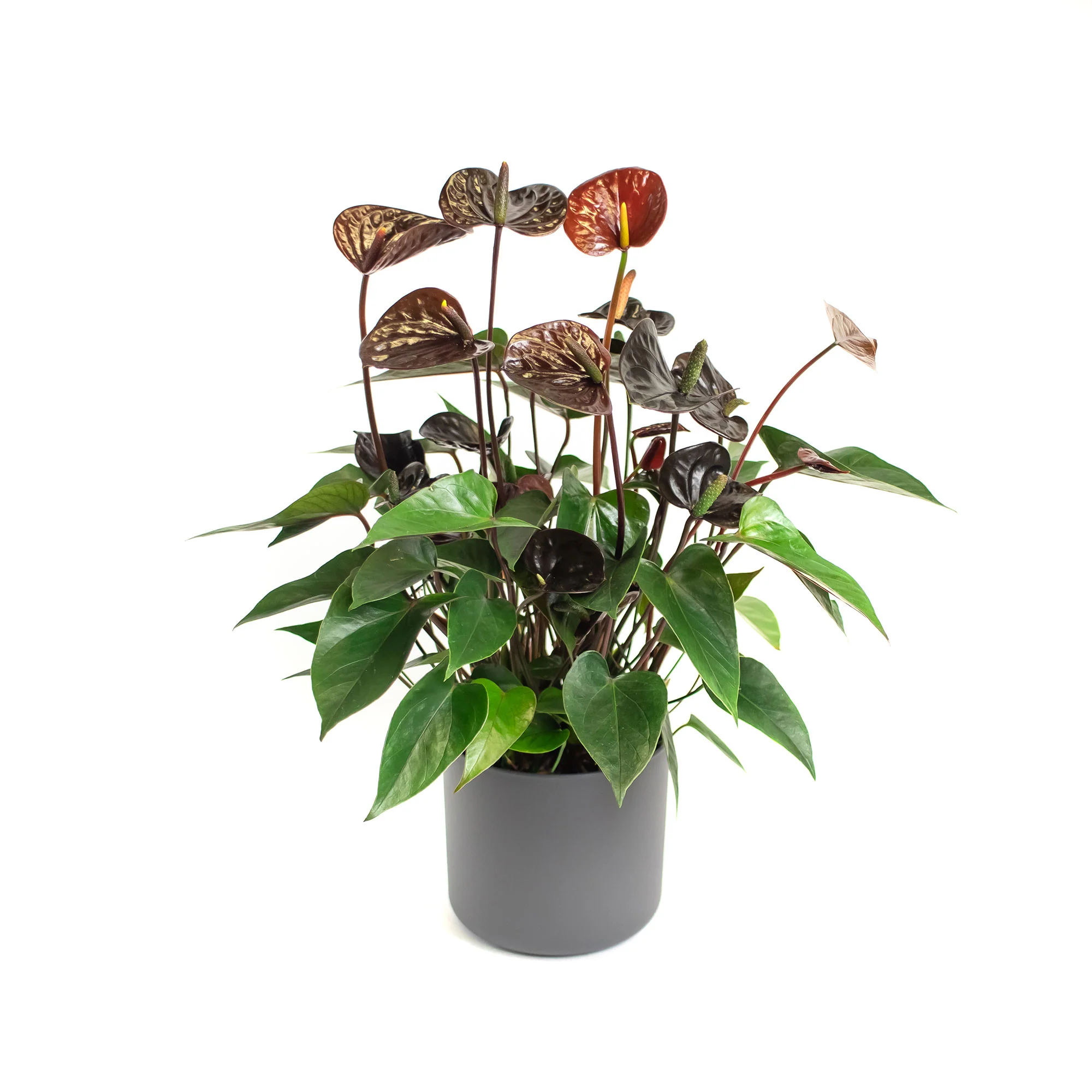 Langue de feu Anthurium andreanum Noir avec pot décoratif - Image 3