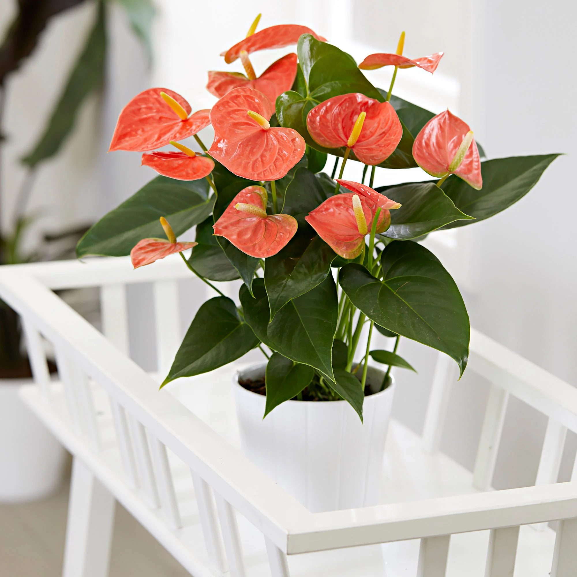 Langue de feu Anthurium andreanum Orangé - Image 2