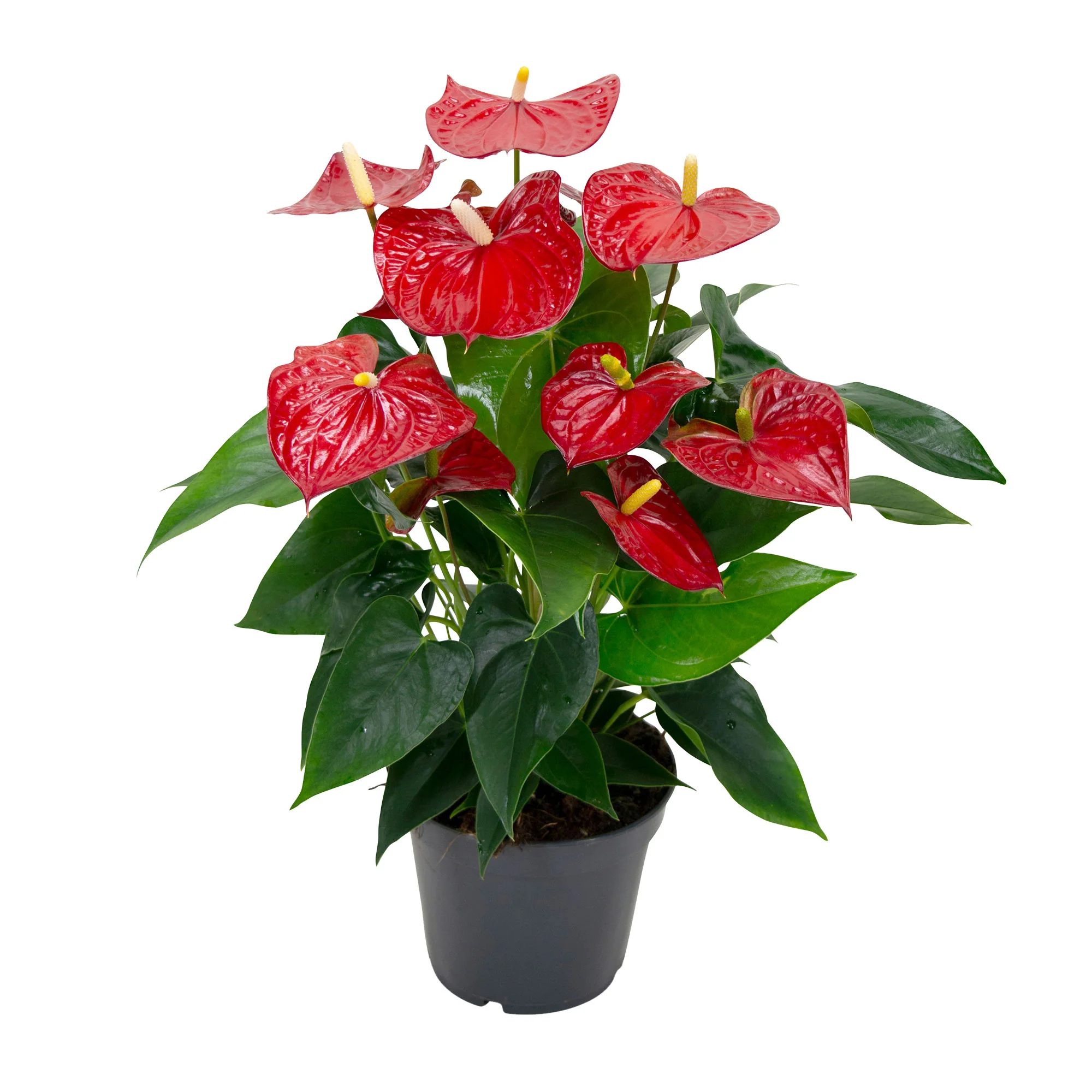 Langue de feu Anthurium andreanum Rouge - Image 5