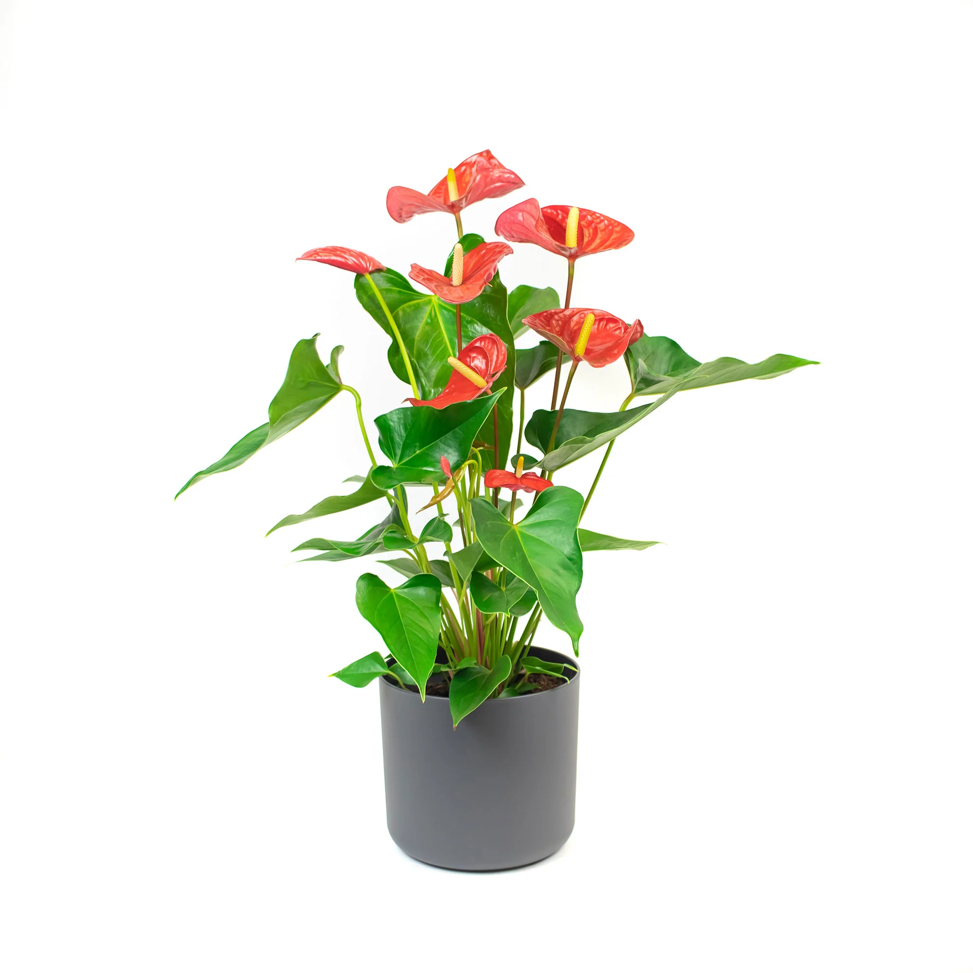 Langue de feu Anthurium andreanum Rouge avec pot décoratif