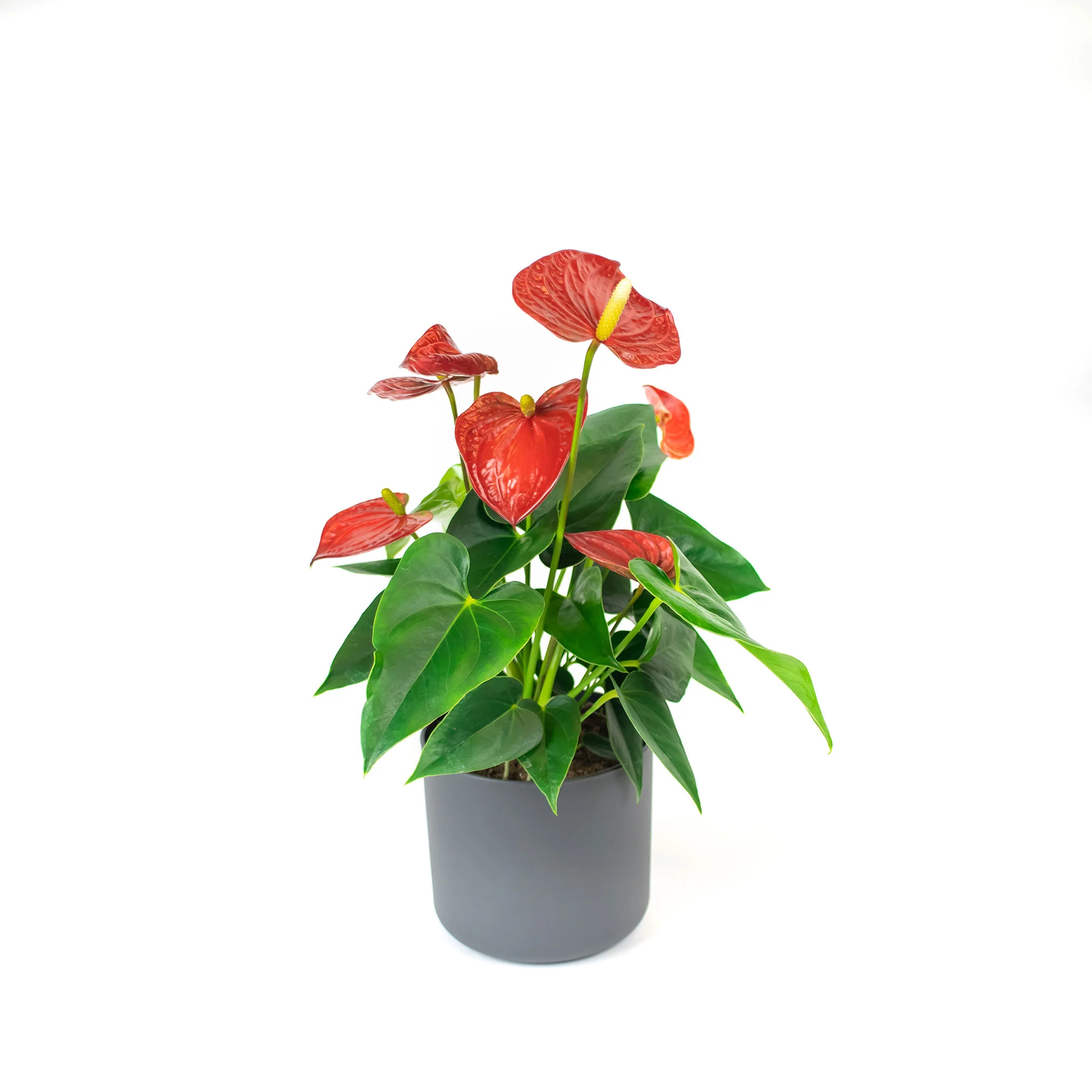 Langue de feu Anthurium andreanum Rouge avec pot décoratif - Image 4