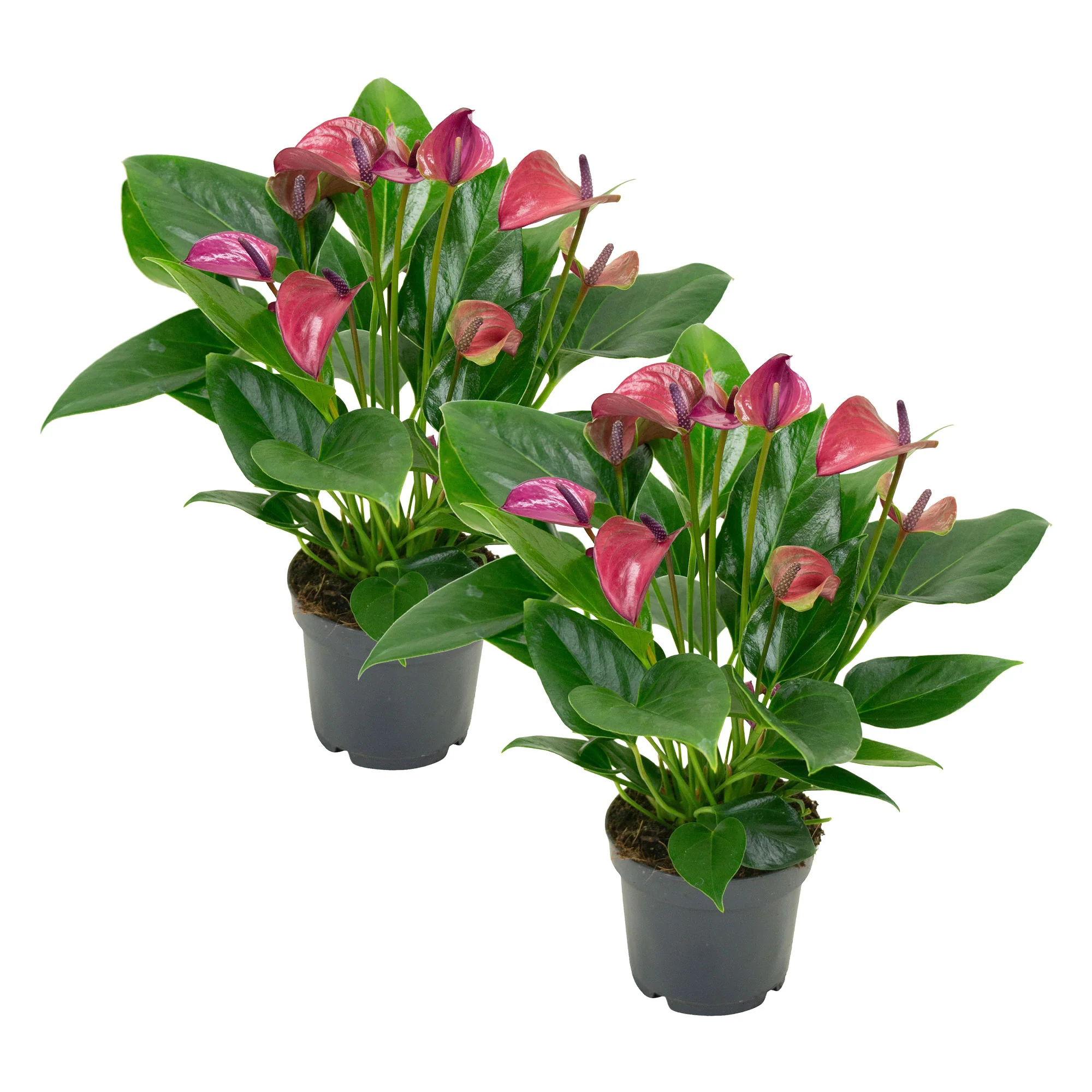 Langue de feu Anthurium andreanum Violet - Image 3