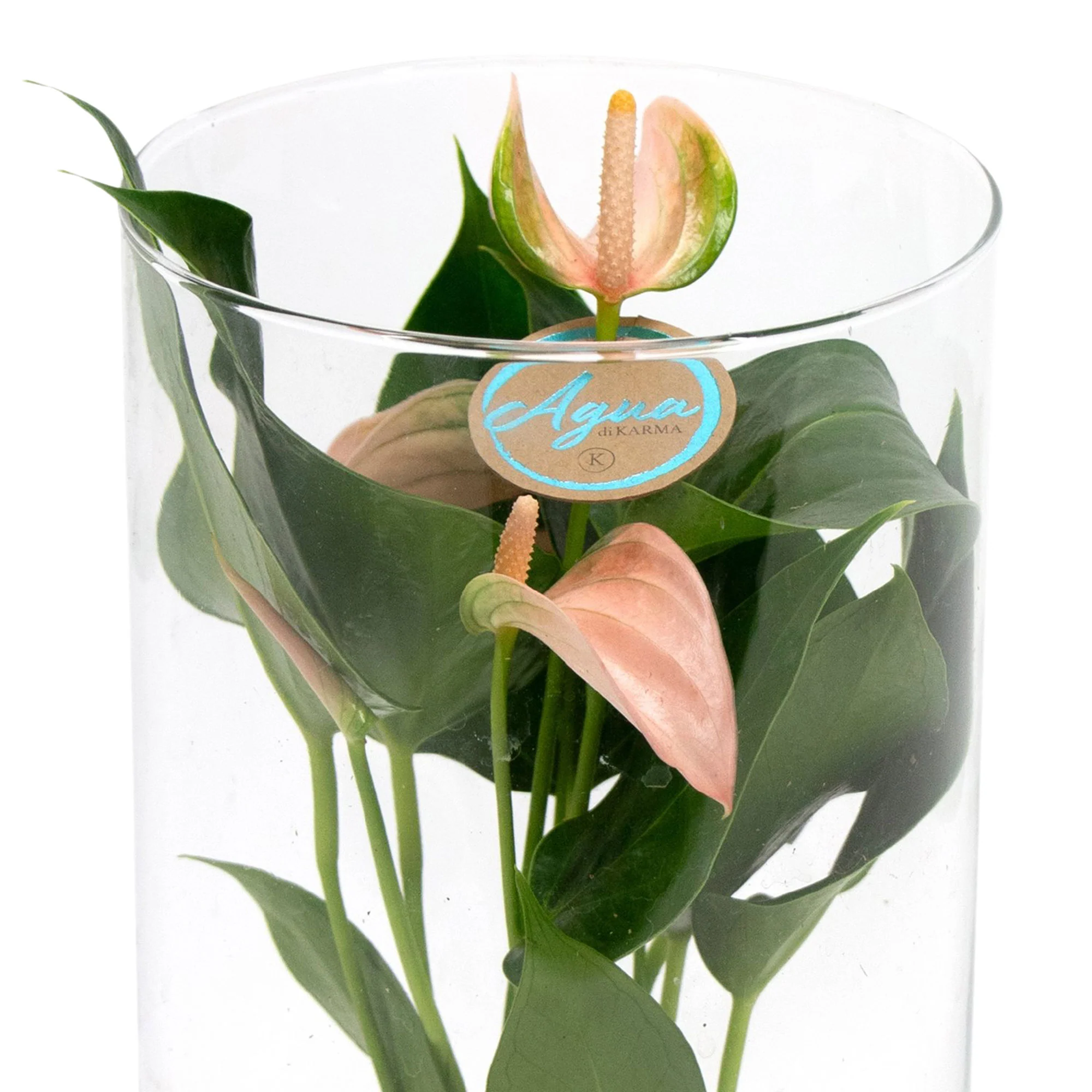 Langue de feu Anthurium 'Joli Peach' Saumon avec cache-pot en verre - Hydroponique - Image 2