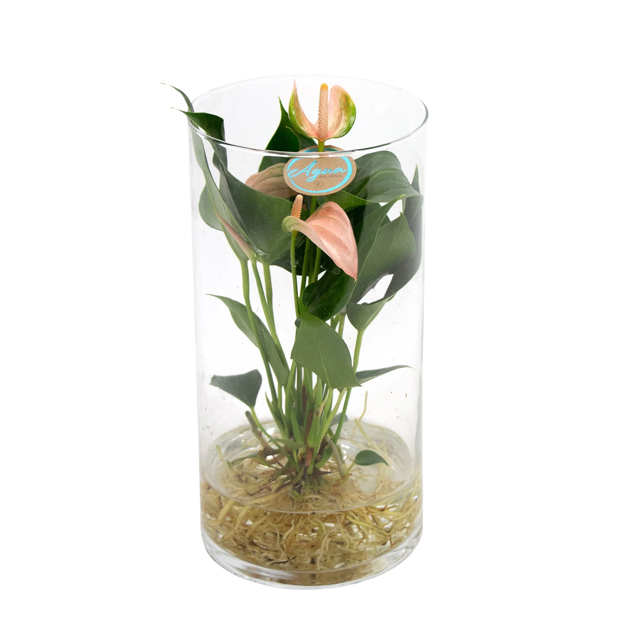 Langue de feu Anthurium 'Joli Peach' Saumon avec cache-pot en verre - Hydroponique - Image 3