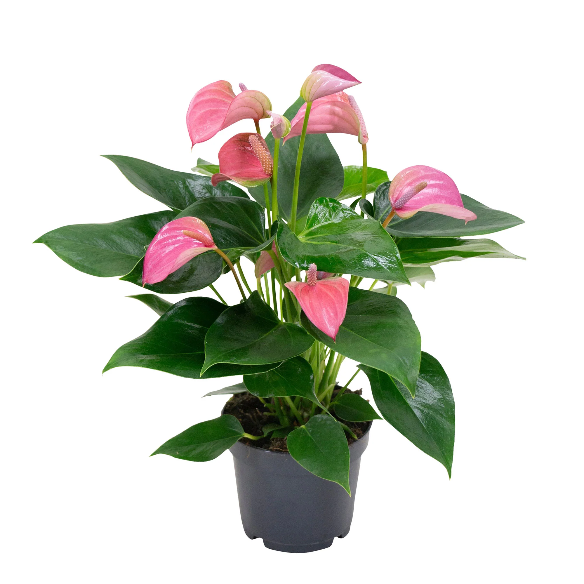 Langue de feu Anthurium 'Joli Pink' Rose - Image 4