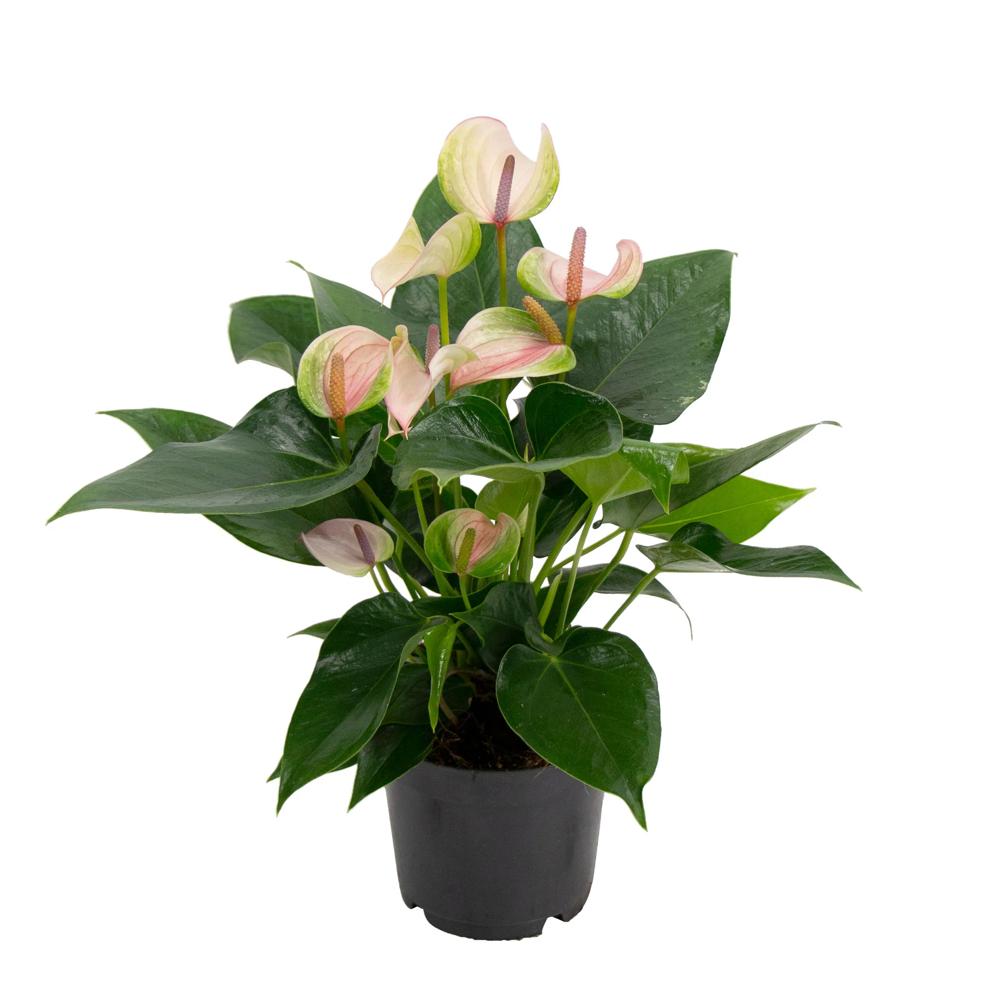Langue de feu Anthurium 'Joli Pulse' Rose-Vert - Image 4