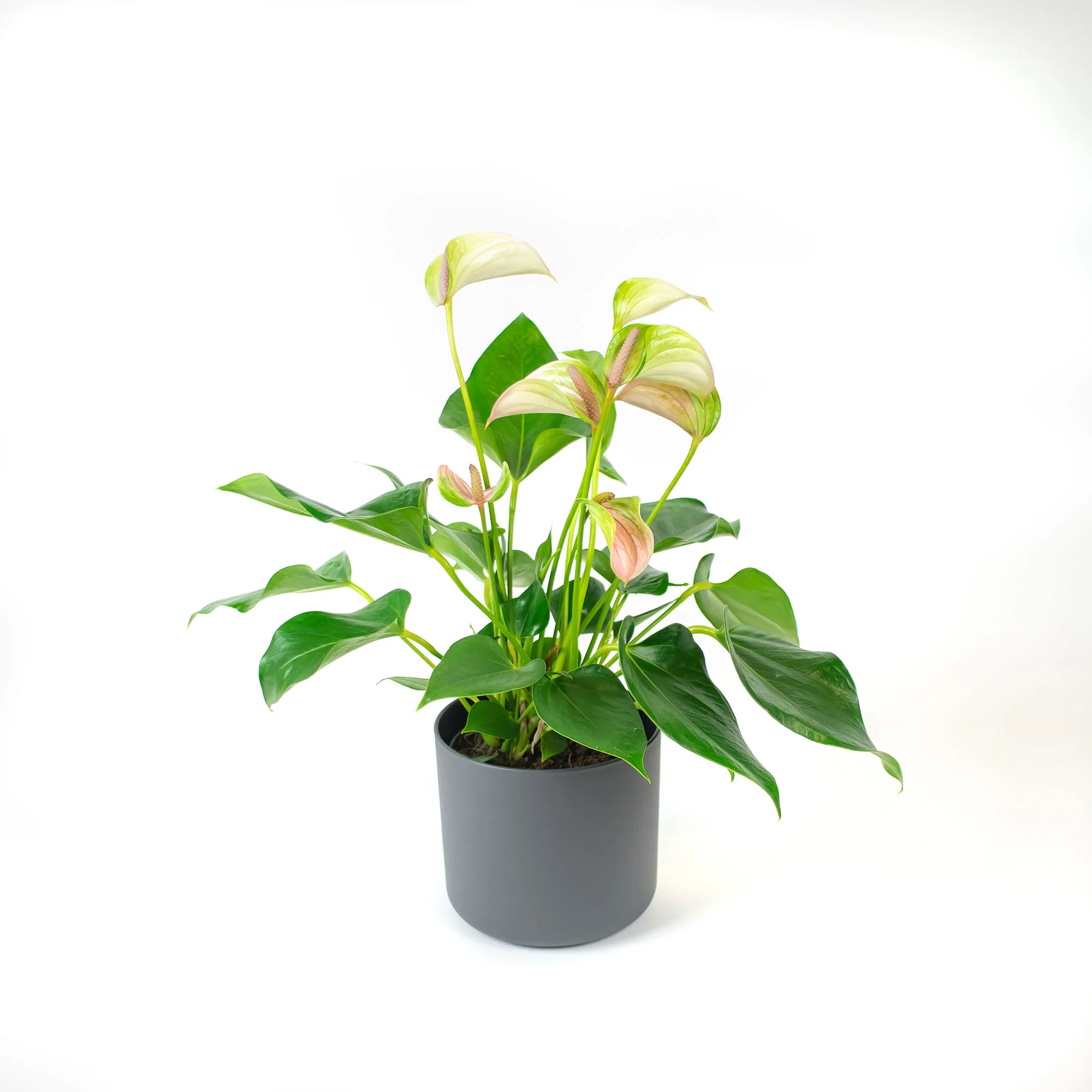 Langue de feu Anthurium 'Joli Pulse' Rose-Vert avec pot décoratif - Image 4