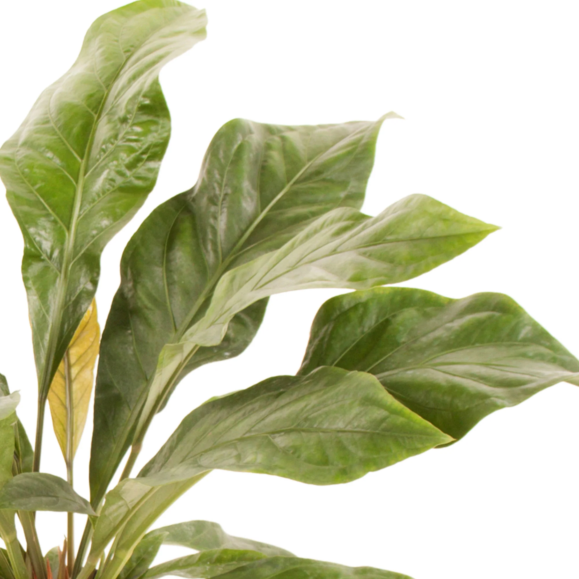 Langue de feu Anthurium 'Jungle Bush' - Image 2