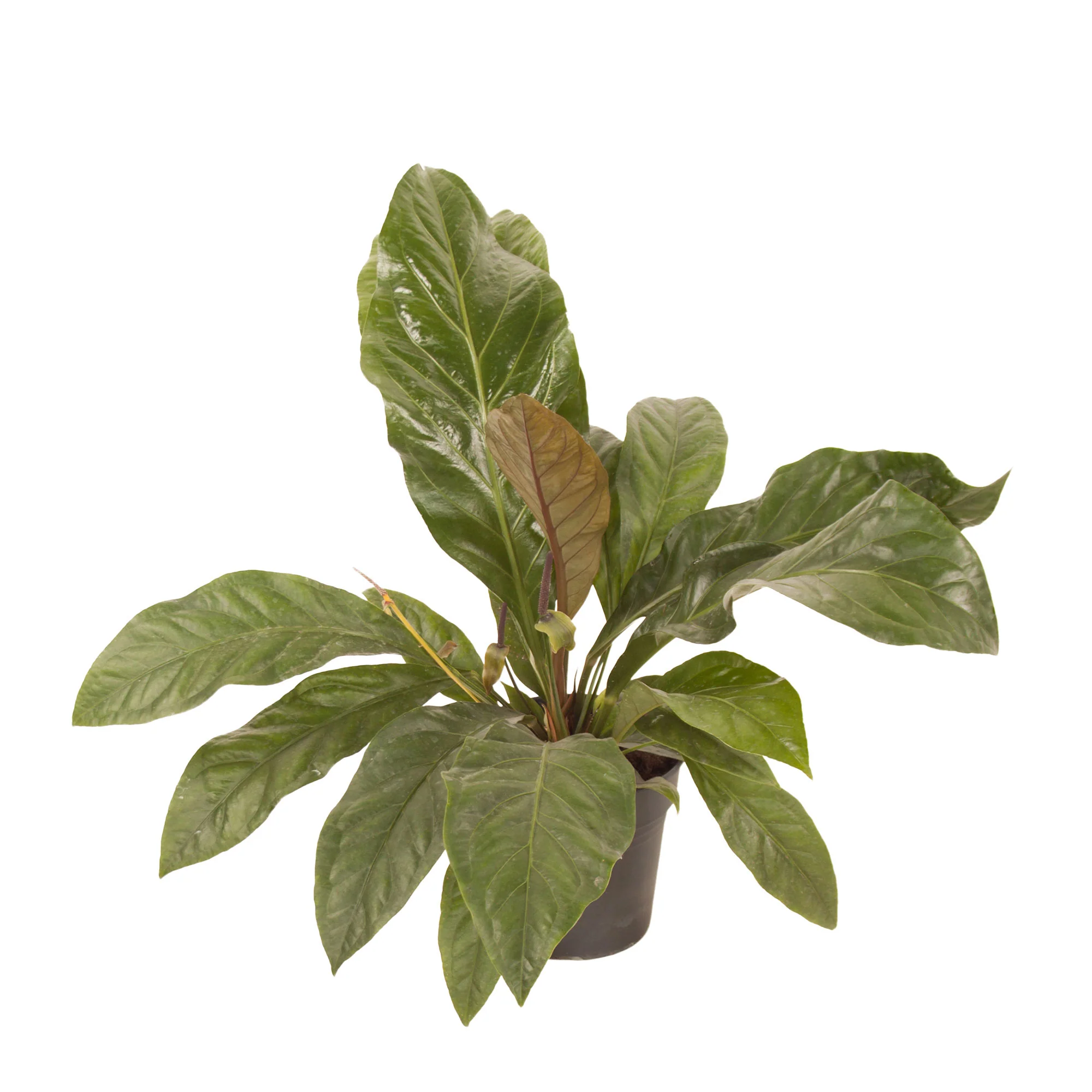 Langue de feu Anthurium 'Jungle Bush' - Image 3