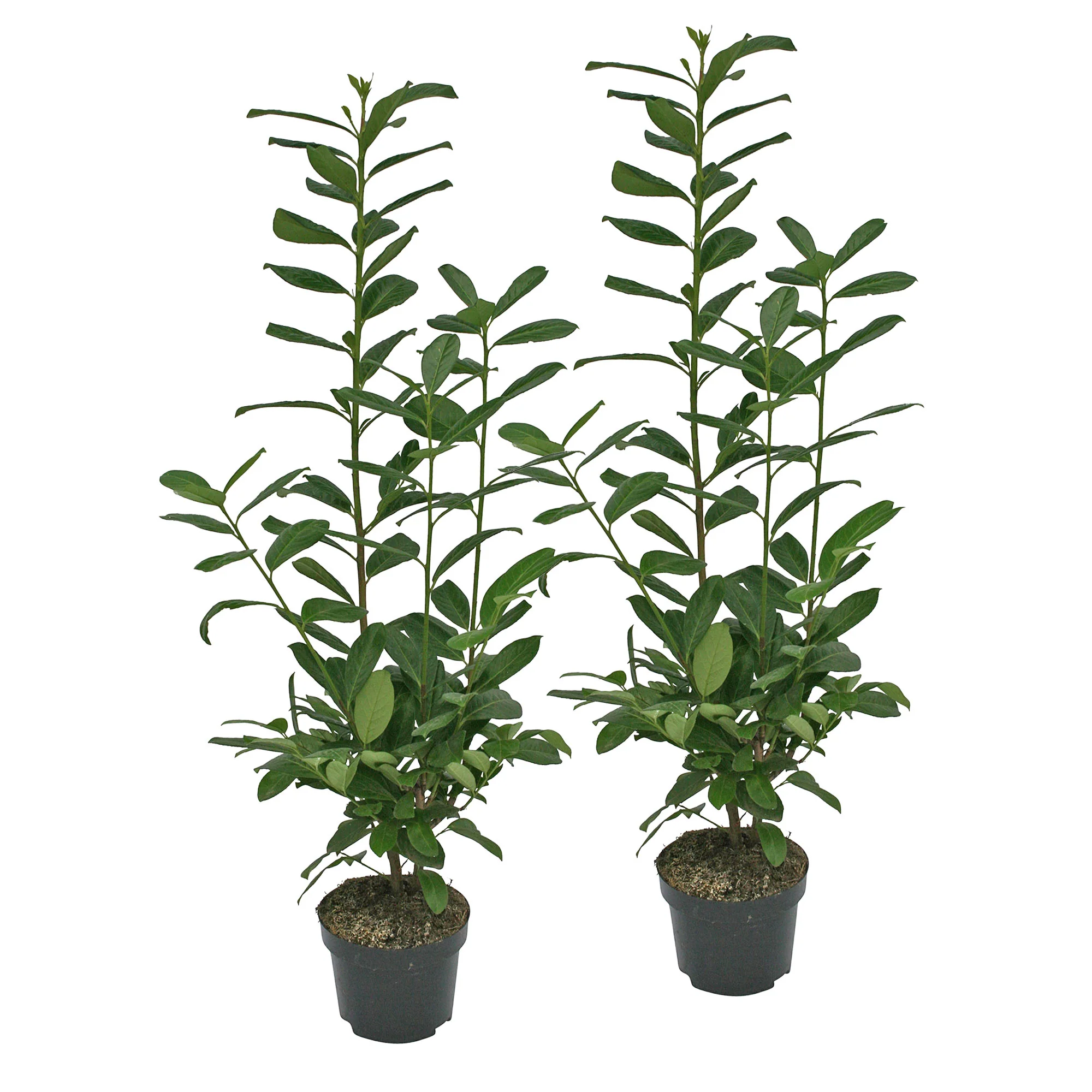 Laurier-cerise Prunus 'Novita' vert - Image 6