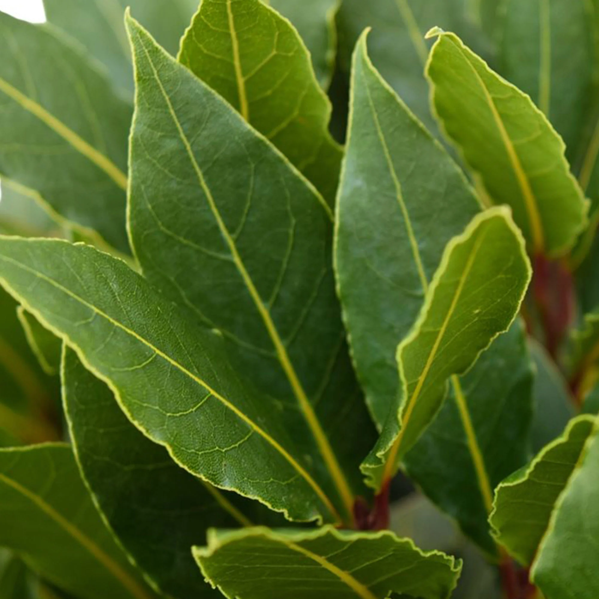 Laurier en arbre Laurus nobilis Forme pyramidale - Image 2