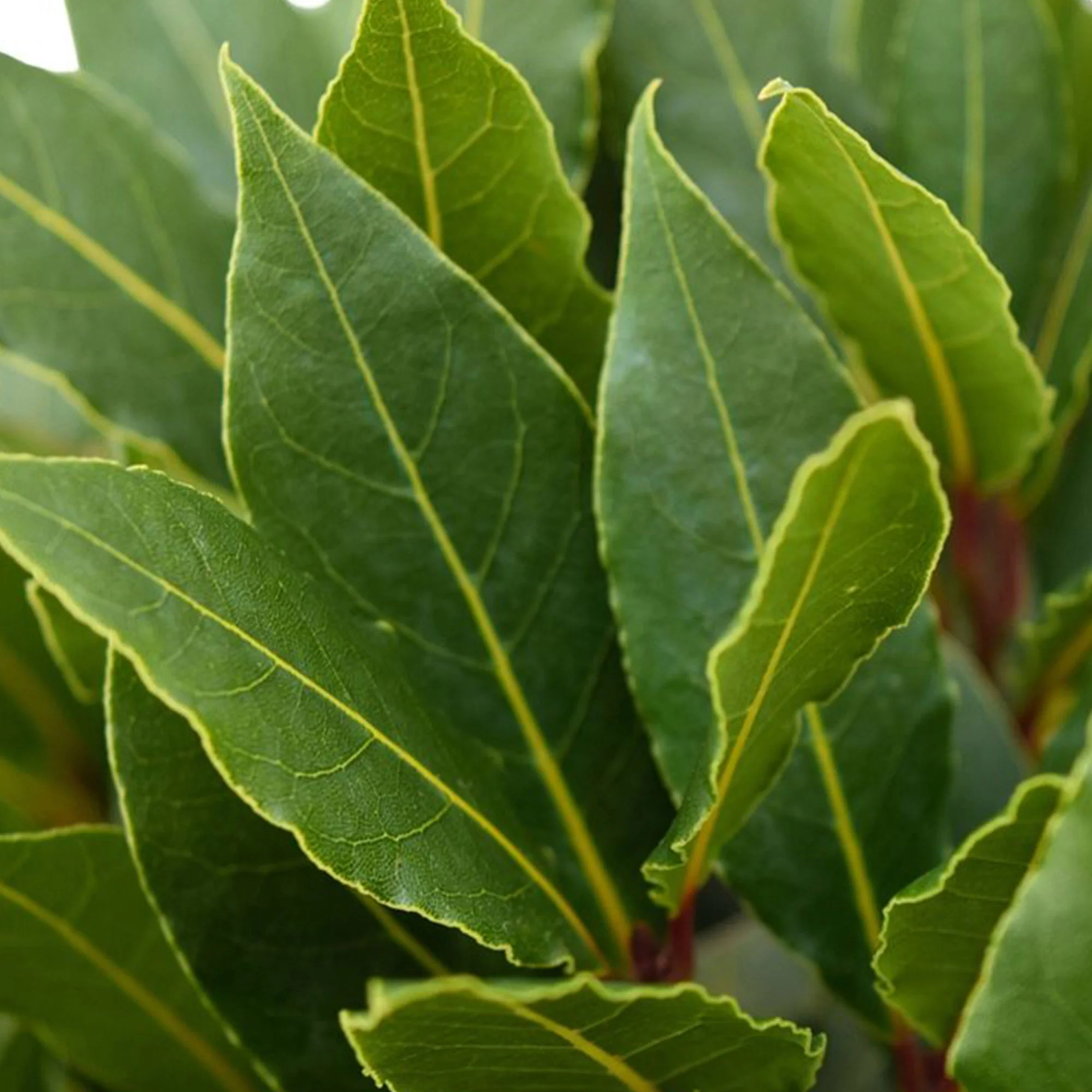 Laurier sauce Laurus nobilis - Image 3