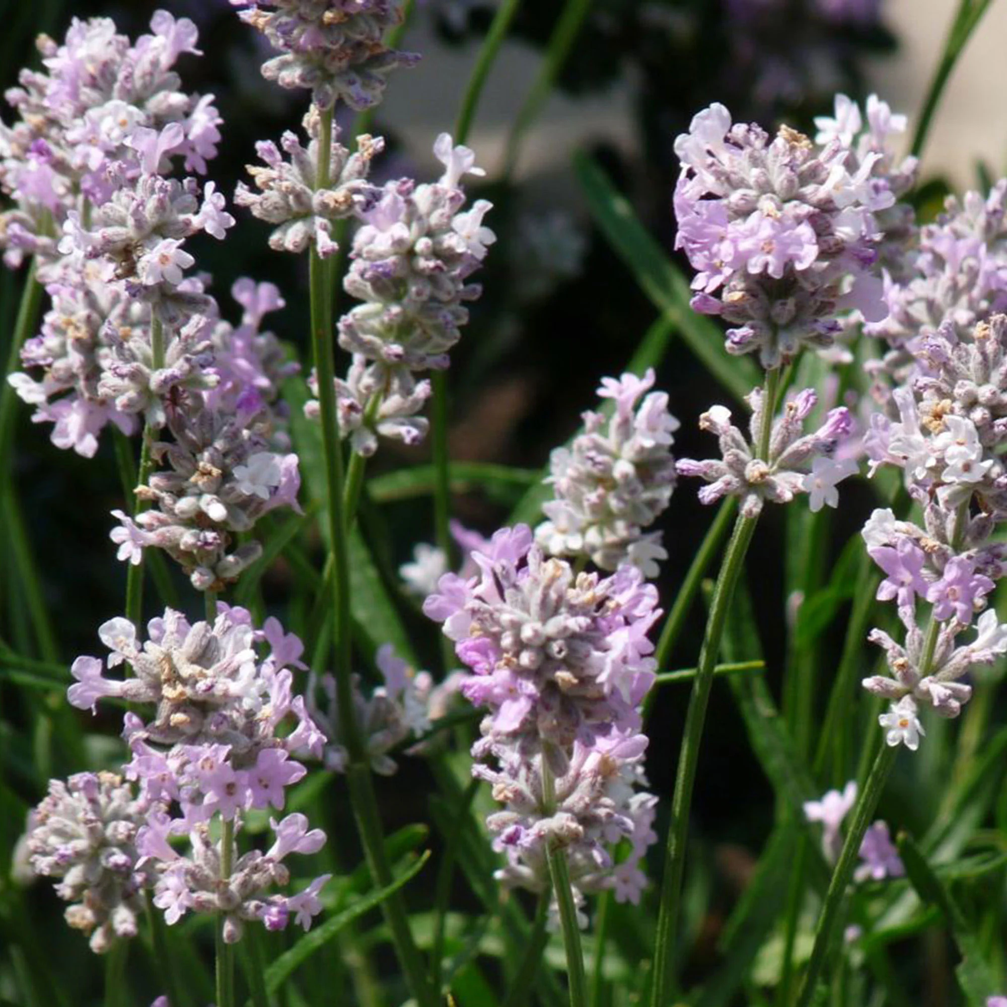 Lavande Lavandula 'Rosea' - Biologique rose