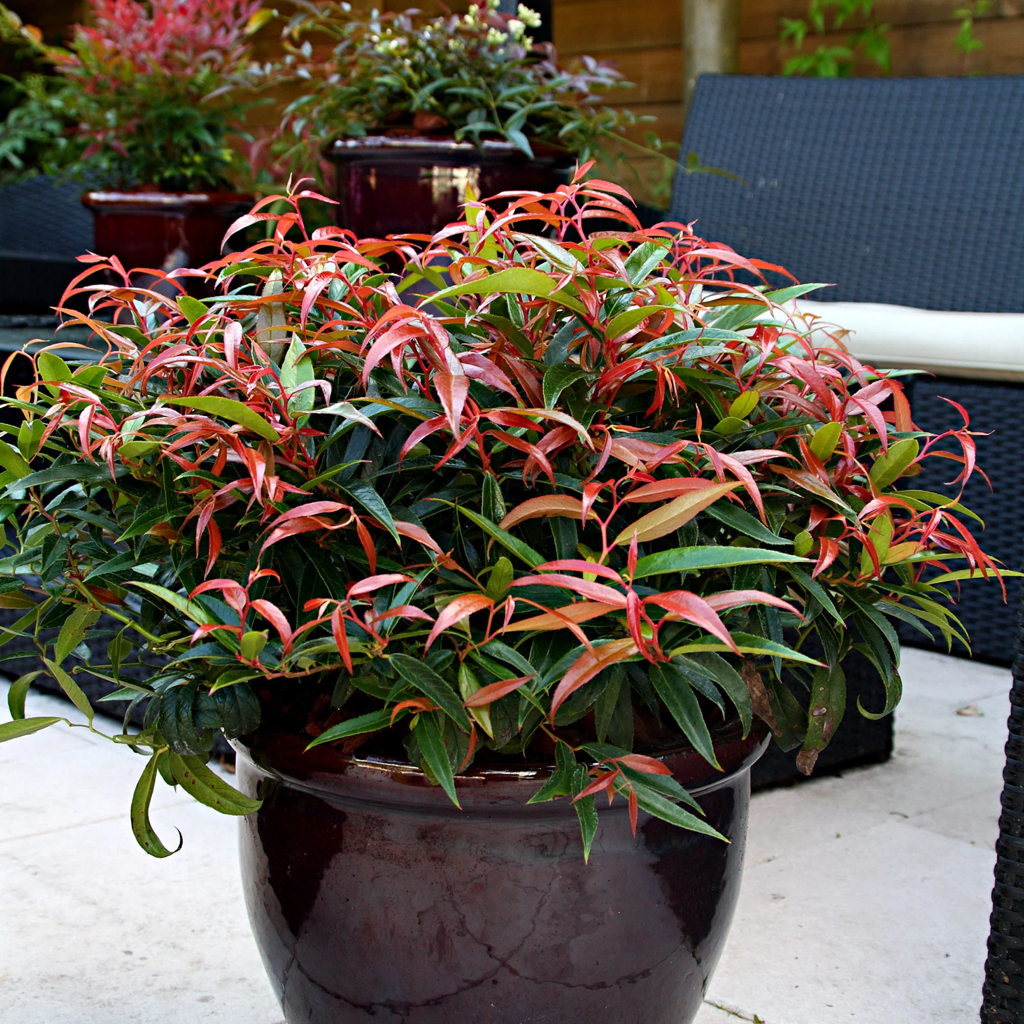 Leucothoe Leucothoe 'Burning Love' blanc - Image 2