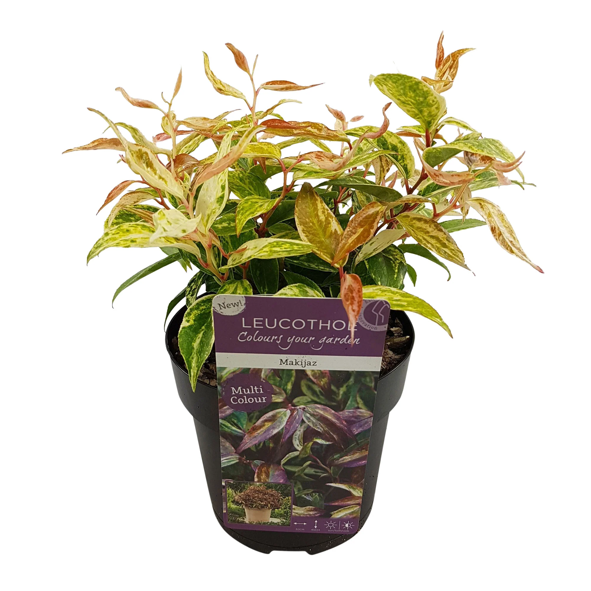 Leucothoe Leucothoe 'Makijaz' blanc - Image 2
