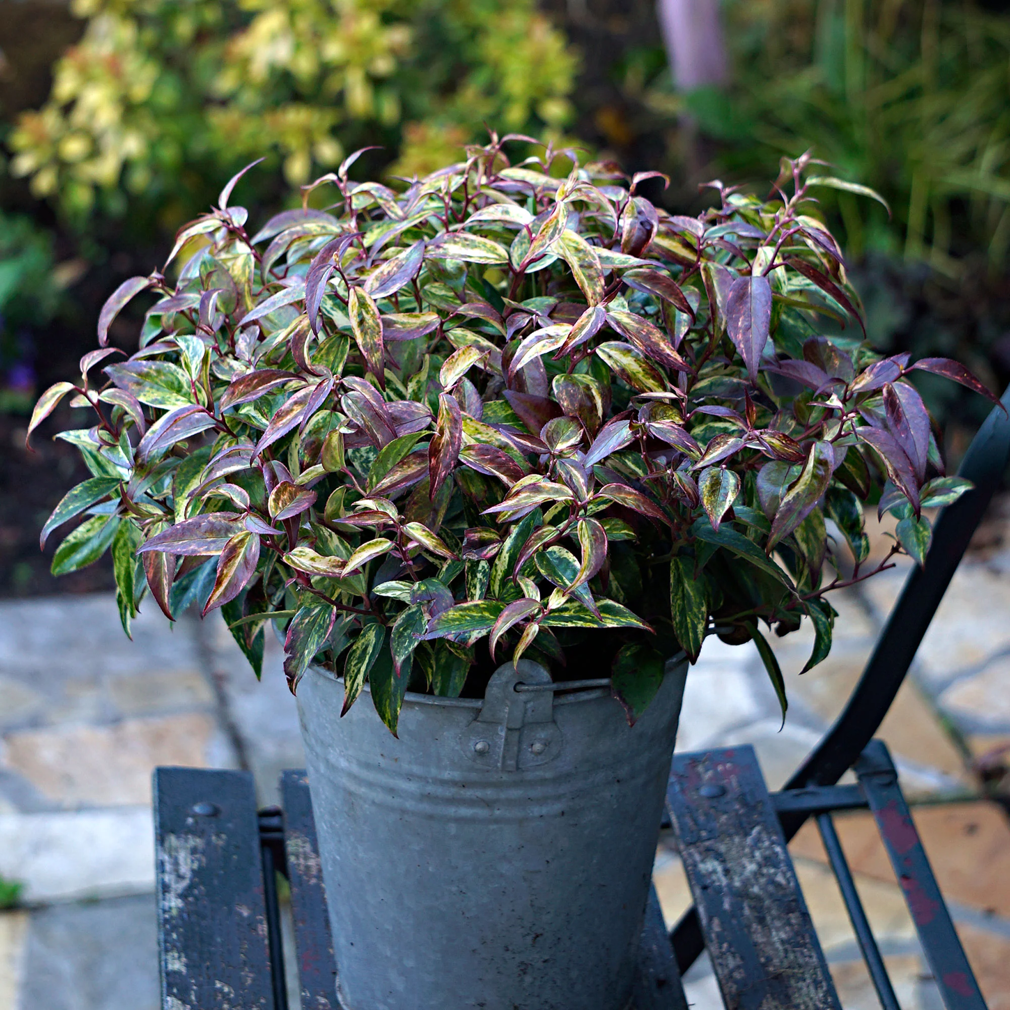 Leucothoe Leucothoe 'Makijaz' blanc - Image 3