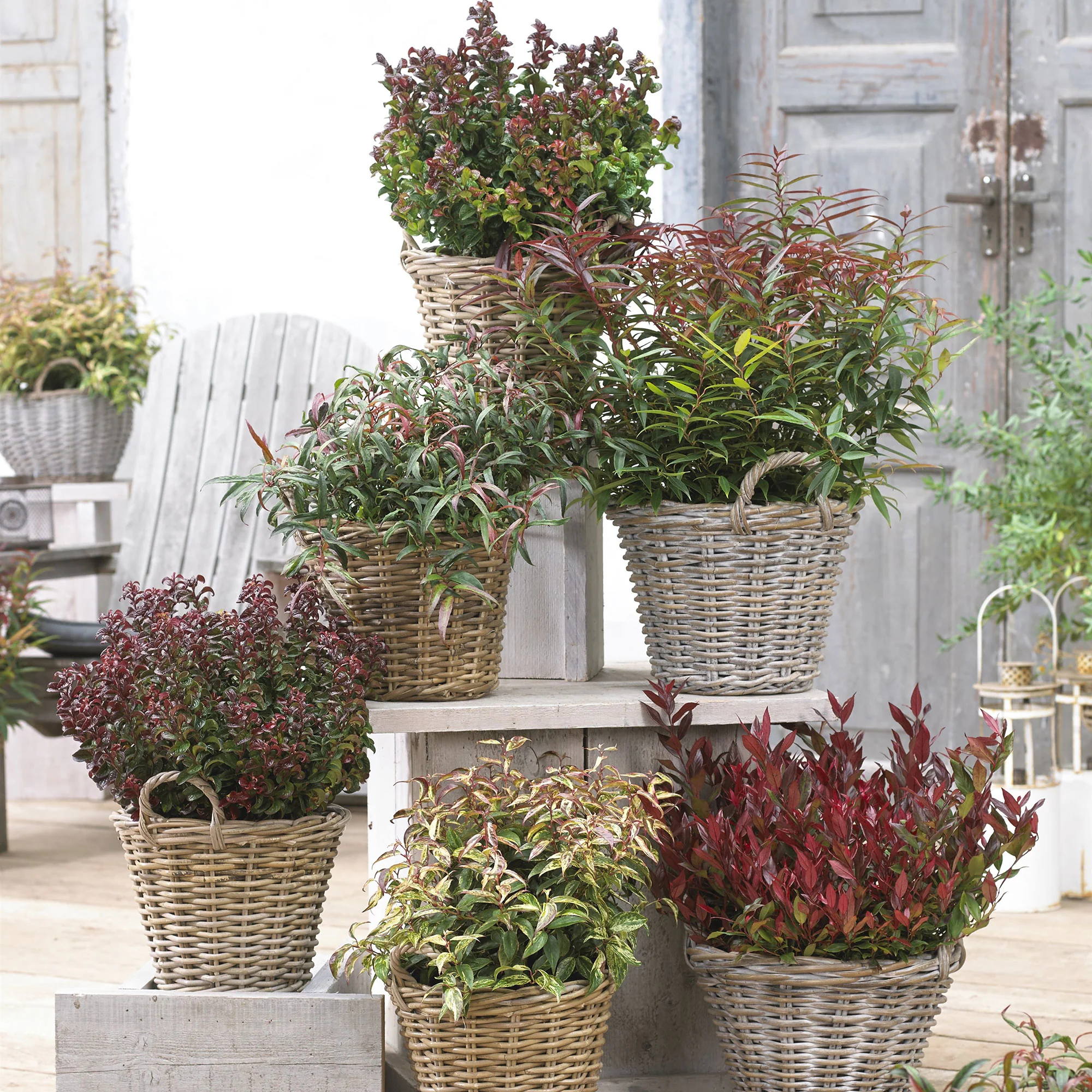 Leucothoe 'Little Flames' blanc - Image 2