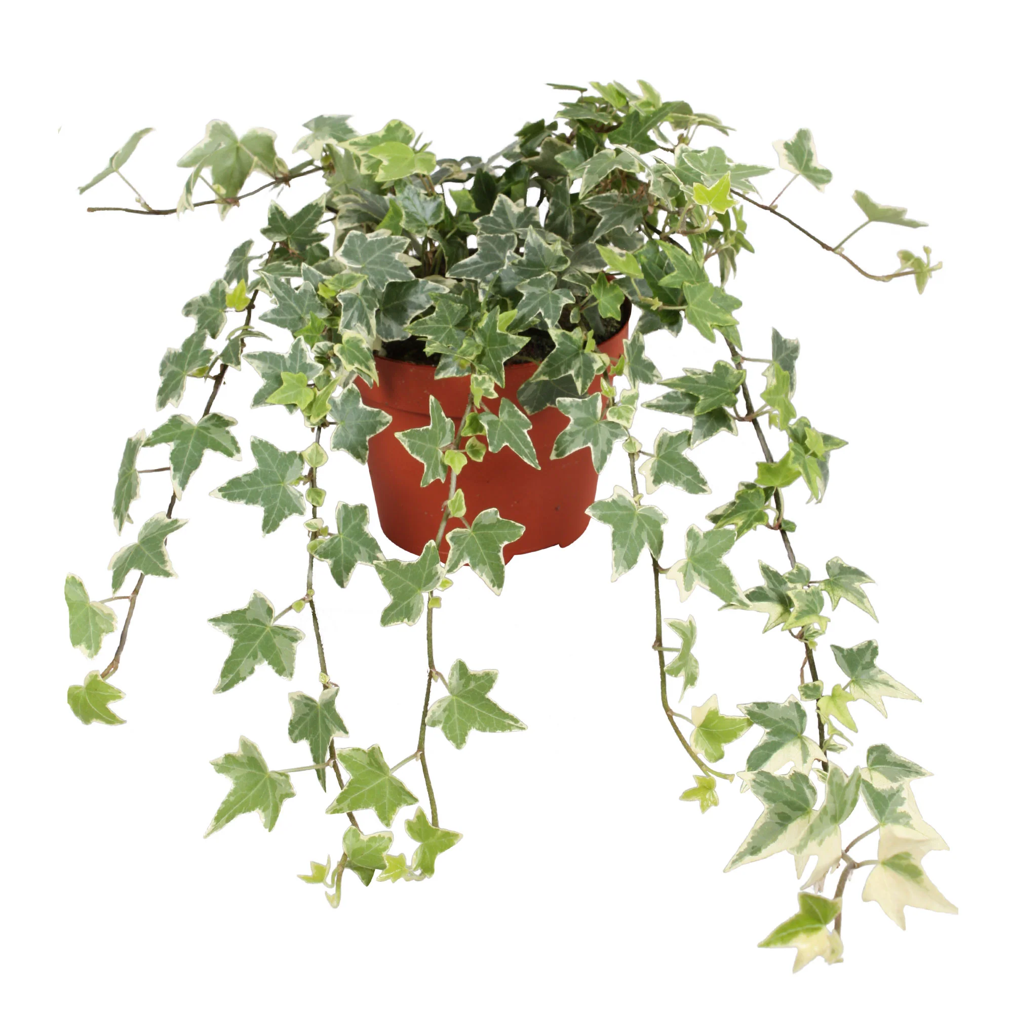 Lierre grimpant Hedera 'Eva' - Plante suspendue - Image 4