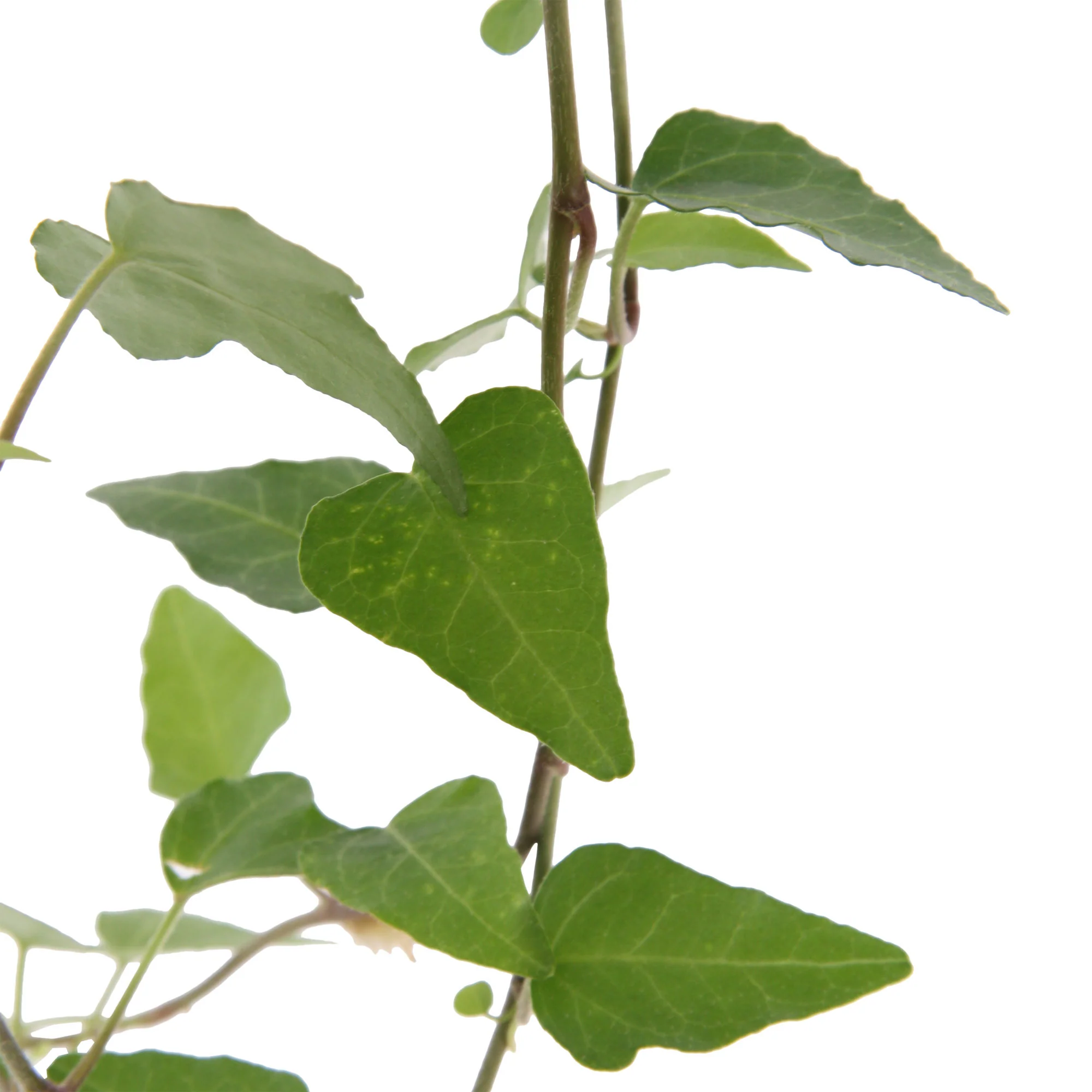 Lierre grimpant Hedera 'Pittsburgh' - Plante suspendue - Image 3