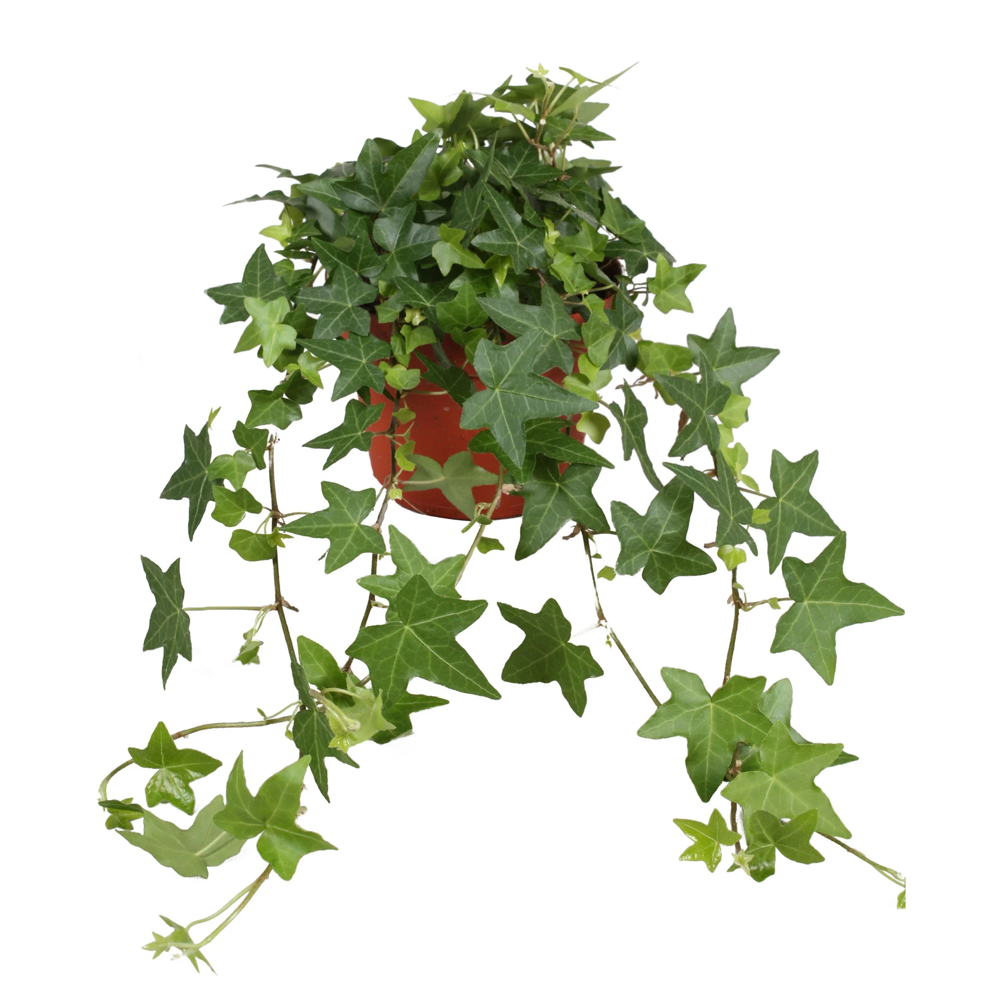 Lierre grimpant Hedera 'Pittsburgh' - Plante suspendue - Image 4